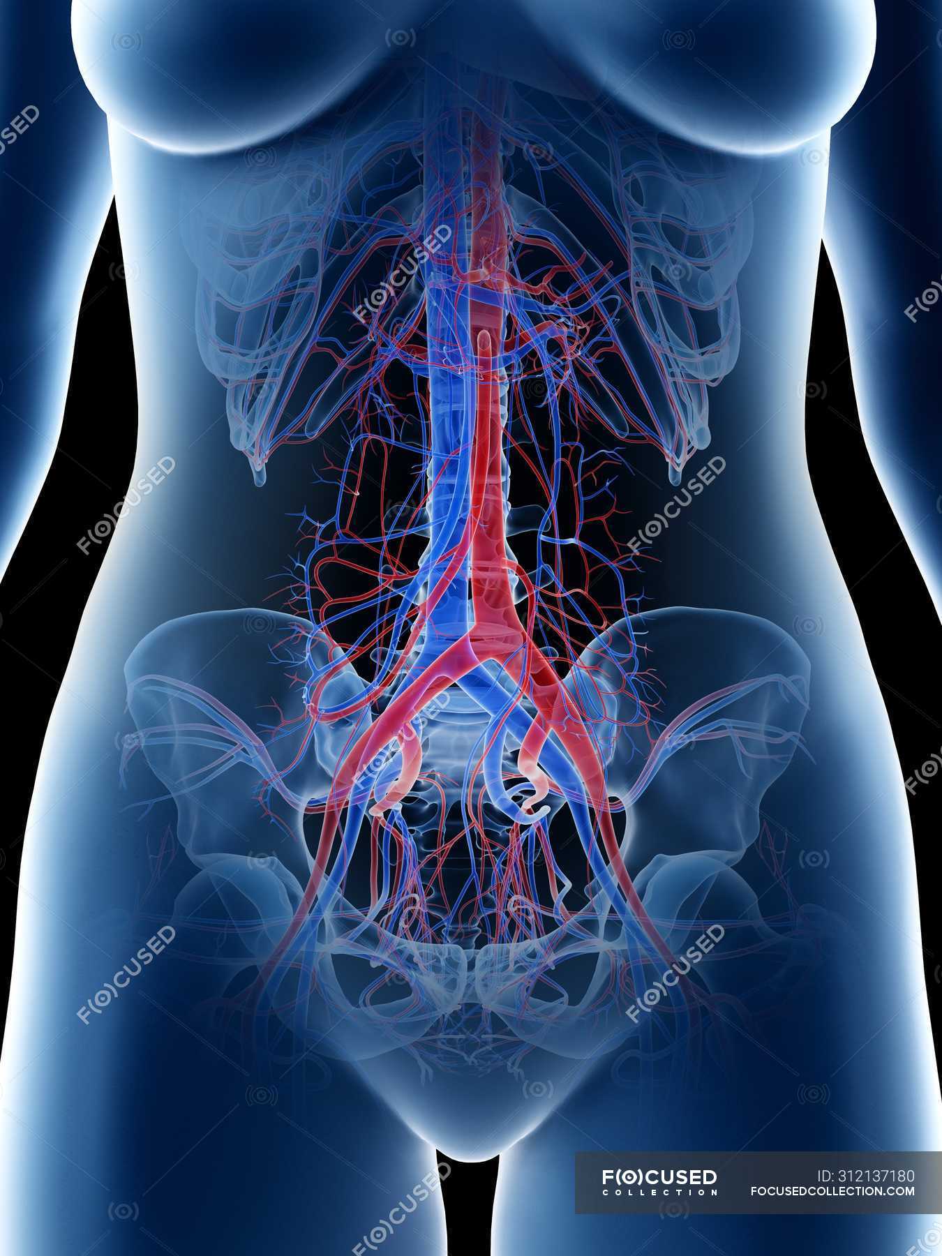 Female abdominal blood vessels, computer illustration. — arteries ...