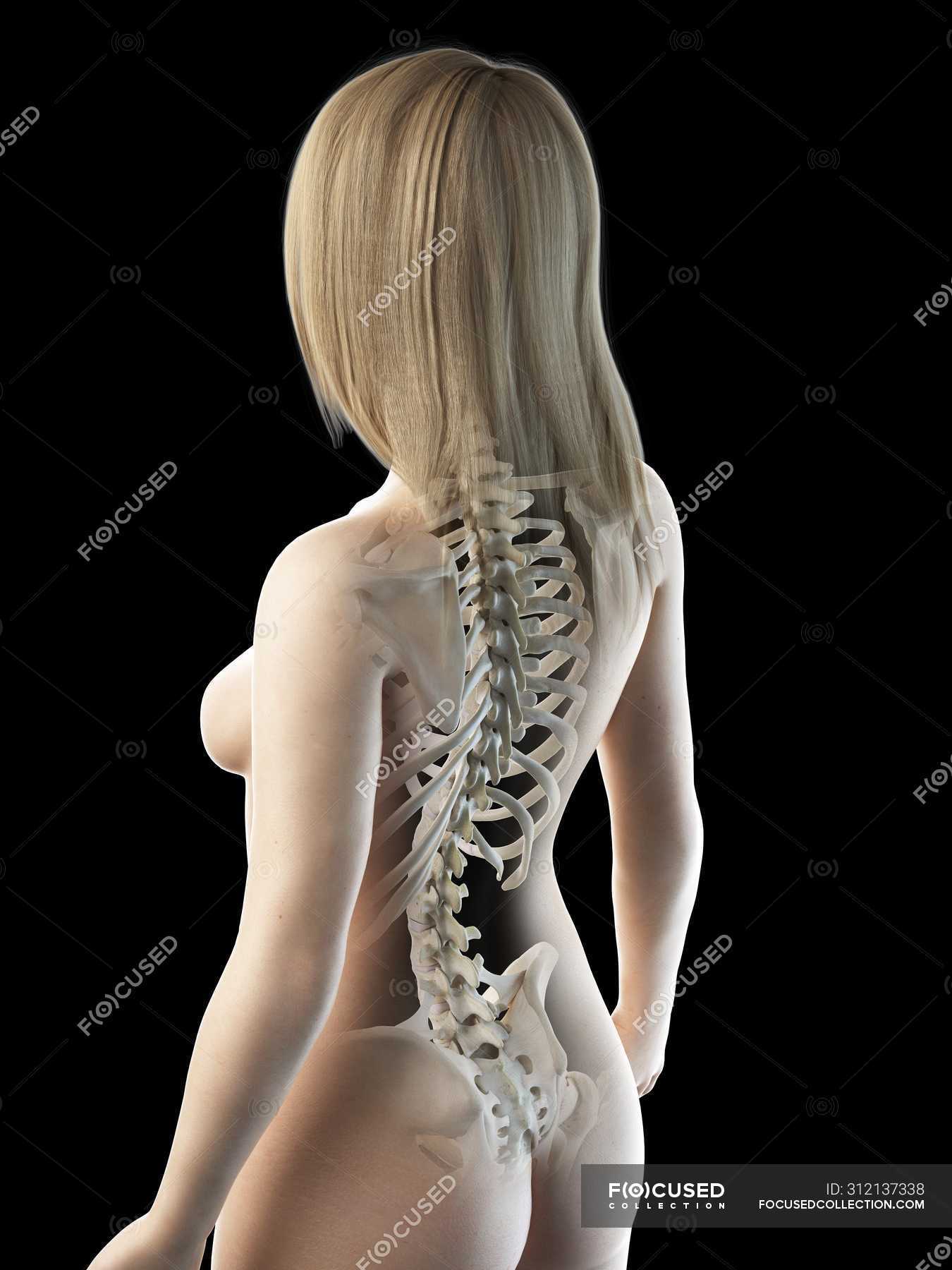 Abstract Female Body With Visible Back Bones Computer Illustration Healthy Vertebral Stock Photo 312137338