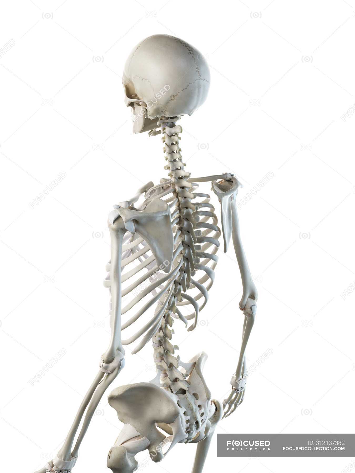 Anatomy Of Human Skeleton Back Bones Computer Illustration — Medicine