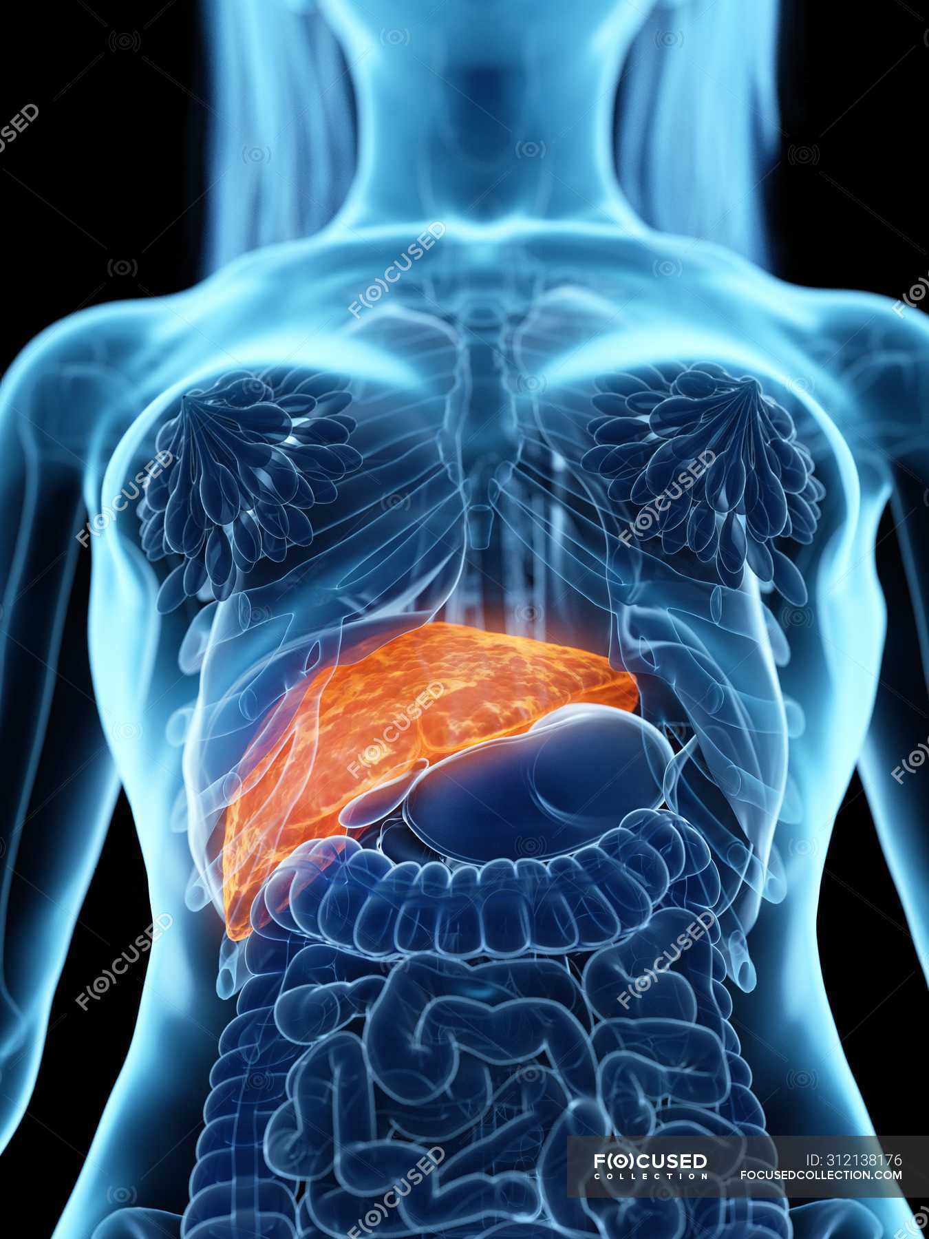 Female Anatomy With Highlighted Diseased Liver Computer Illustration Digestion Organs