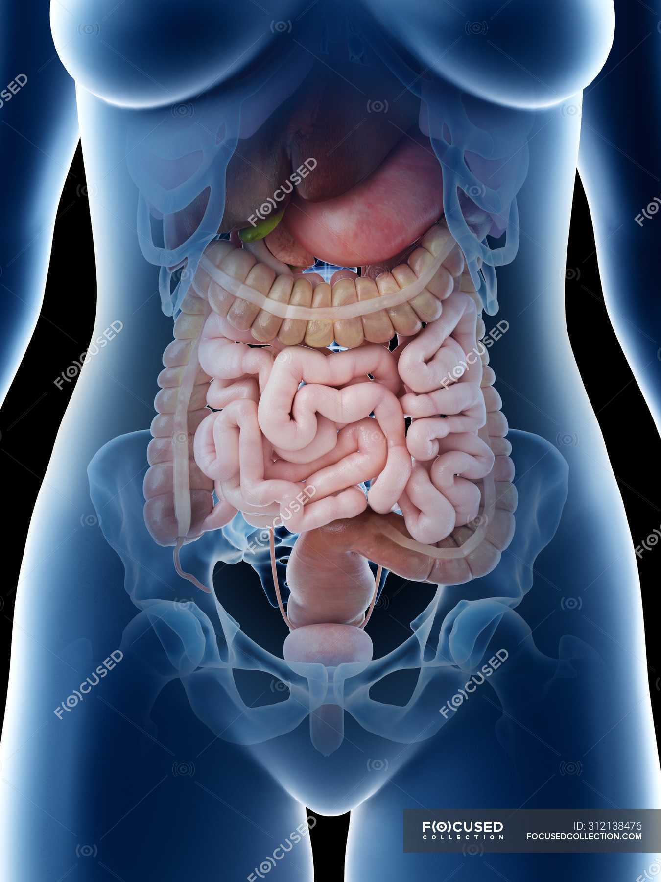 Female abdominal organs, midsection, digital illustration. — sigmoid