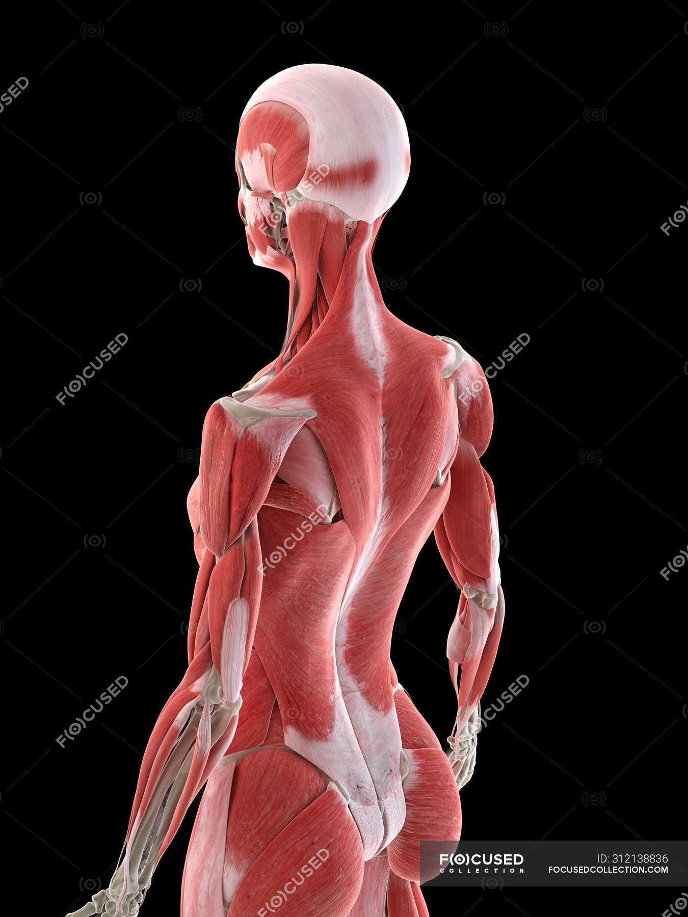 Female Anatomy Showing Back Muscles Computer Illustration Internal 3d Model Stock Photo 312138836