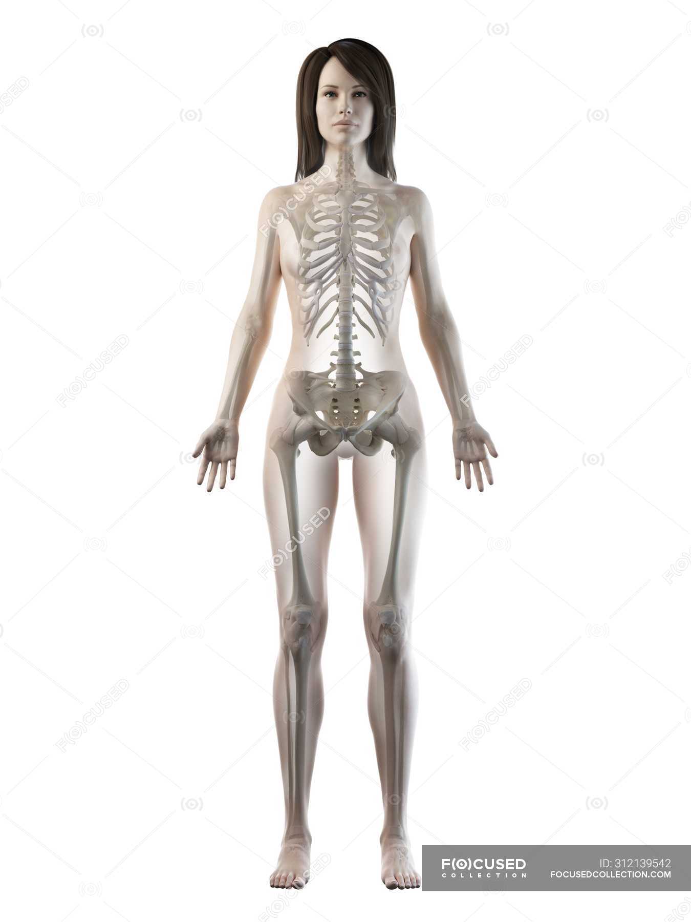 Visible skeleton in female body silhouette in front view, computer