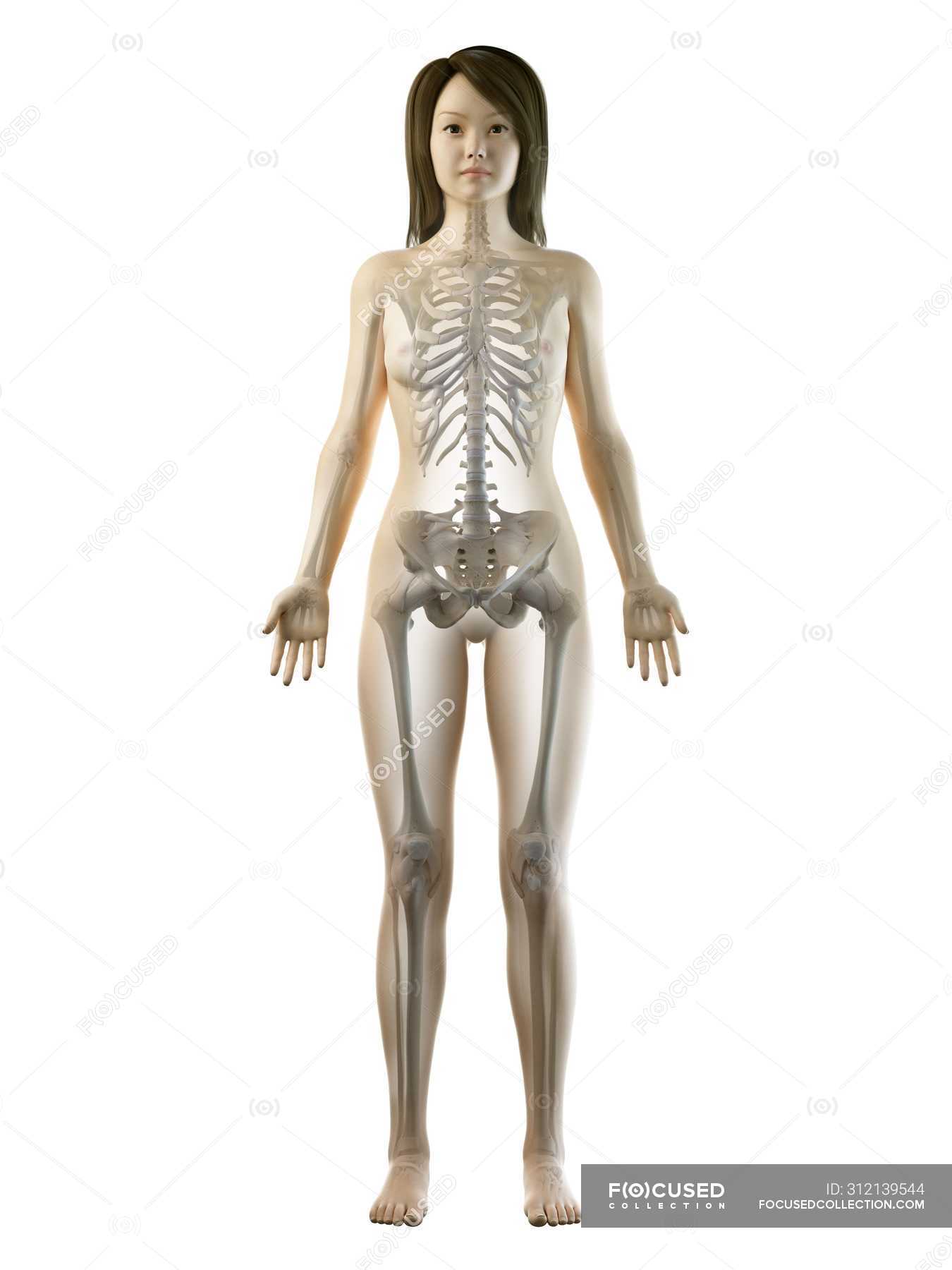 Visible skeleton in female body silhouette in front view