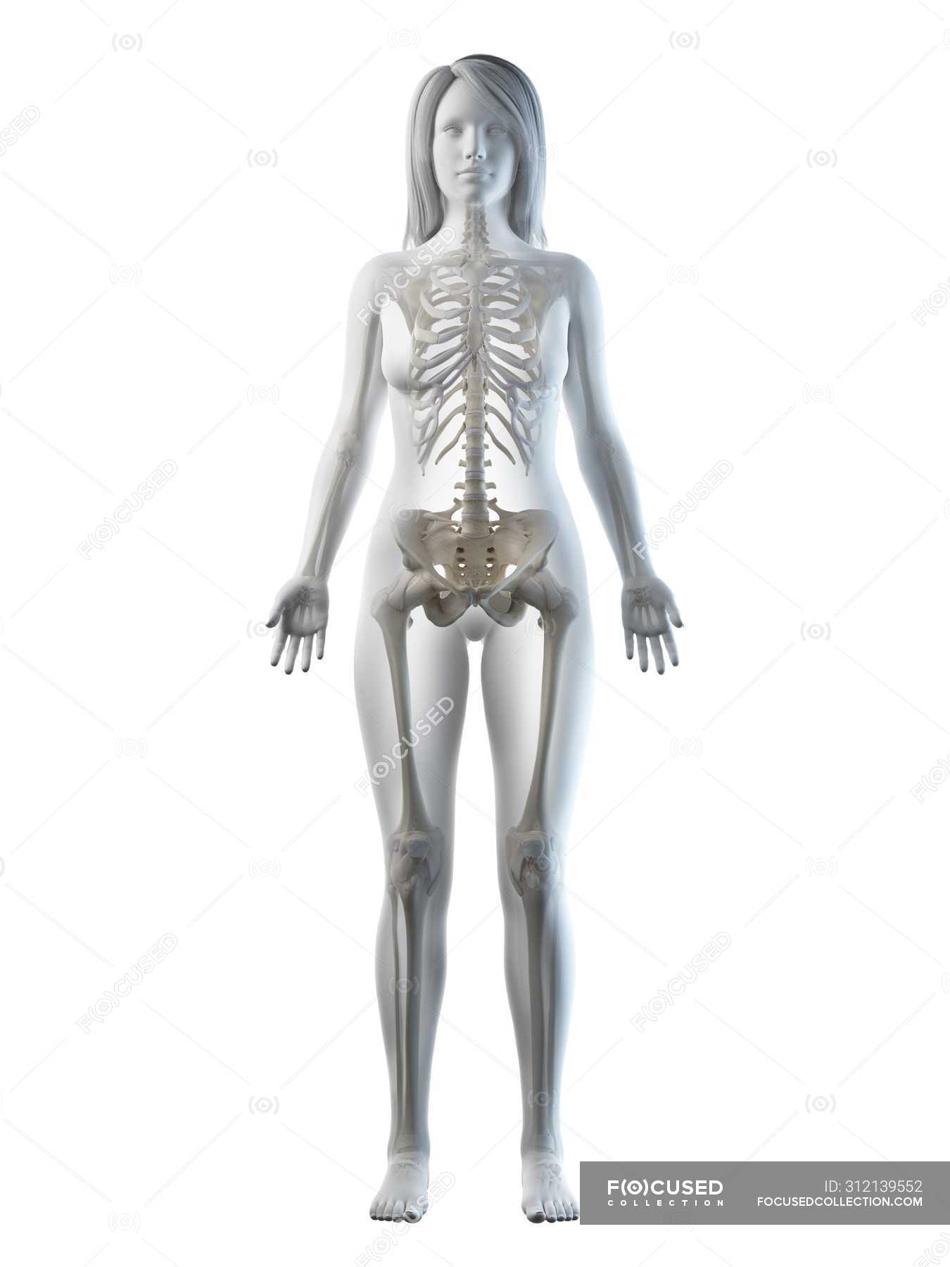 Visible skeleton in female body silhouette in front view, computer