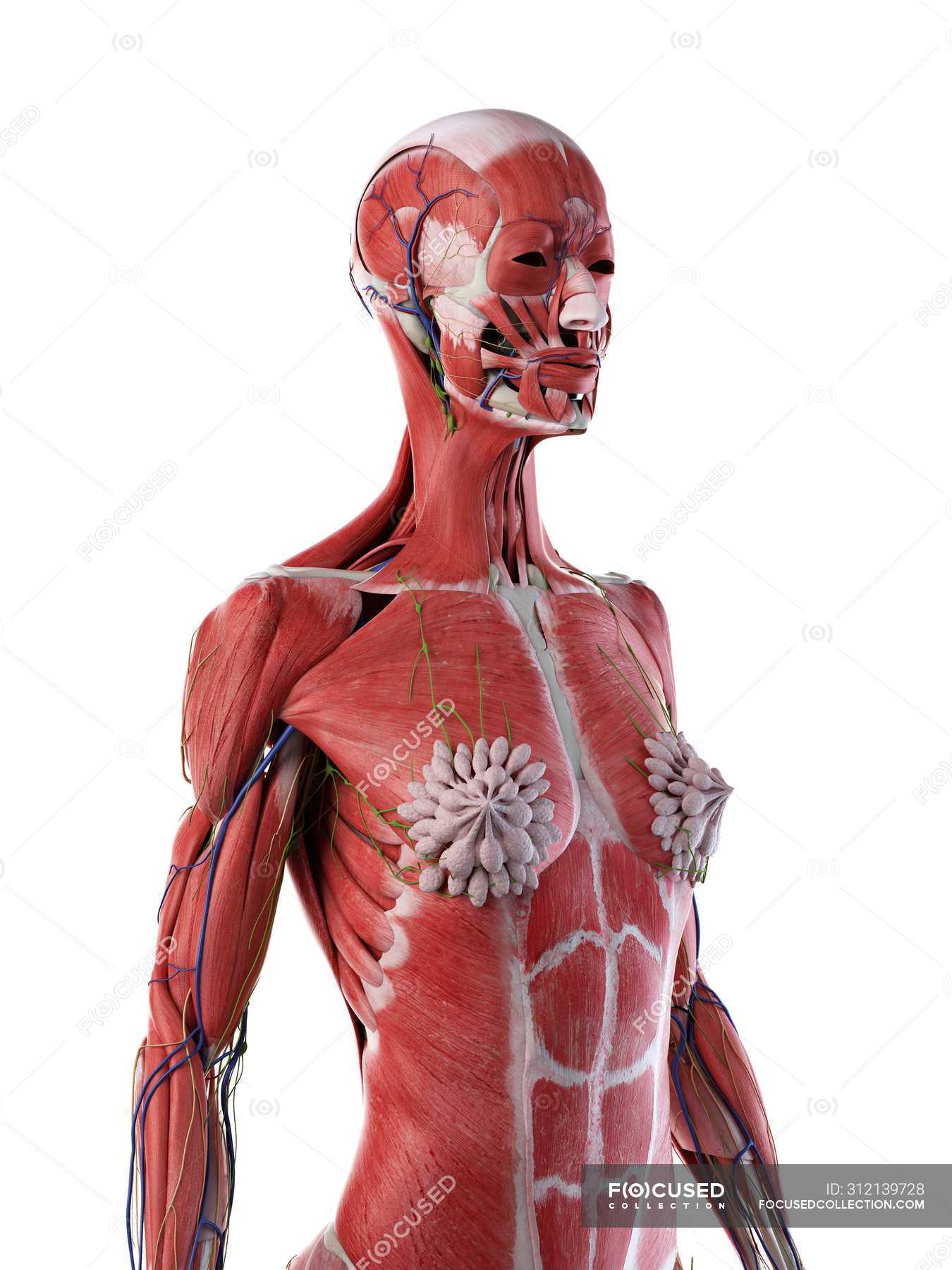 Upper Torso Muscle Anatomy : Male Upper Body Muscular ...