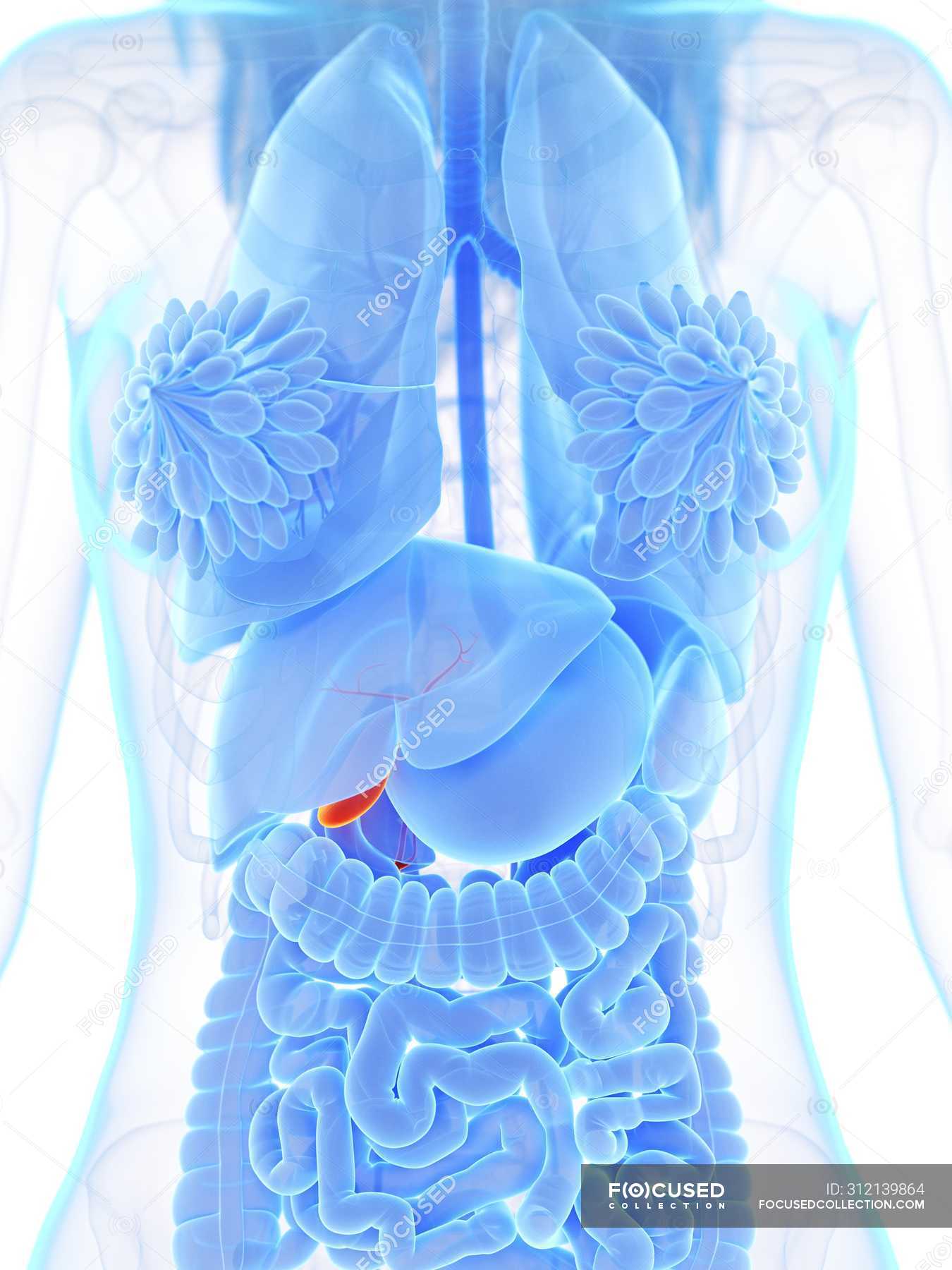 Red colored gallbladder in female body silhouette on white background ...