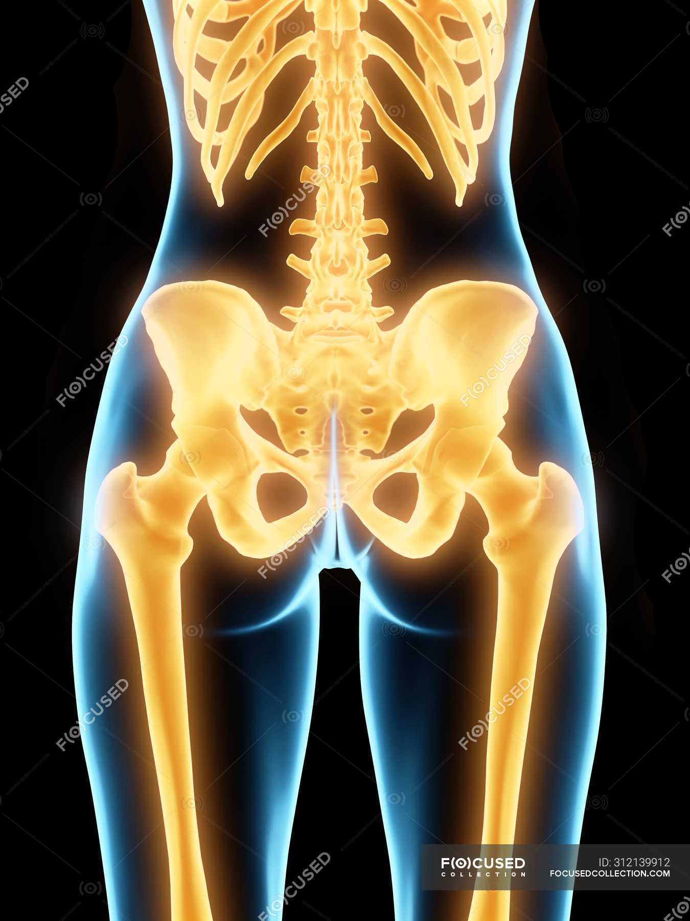 Highlighted human hips bones, computer illustration. — digital ...