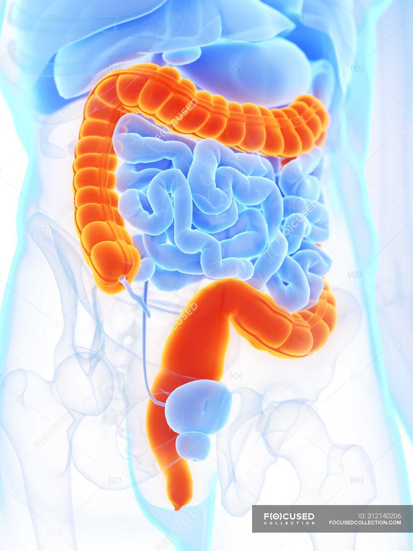 Male anatomy with orange colored large intestine, digital illustration ...