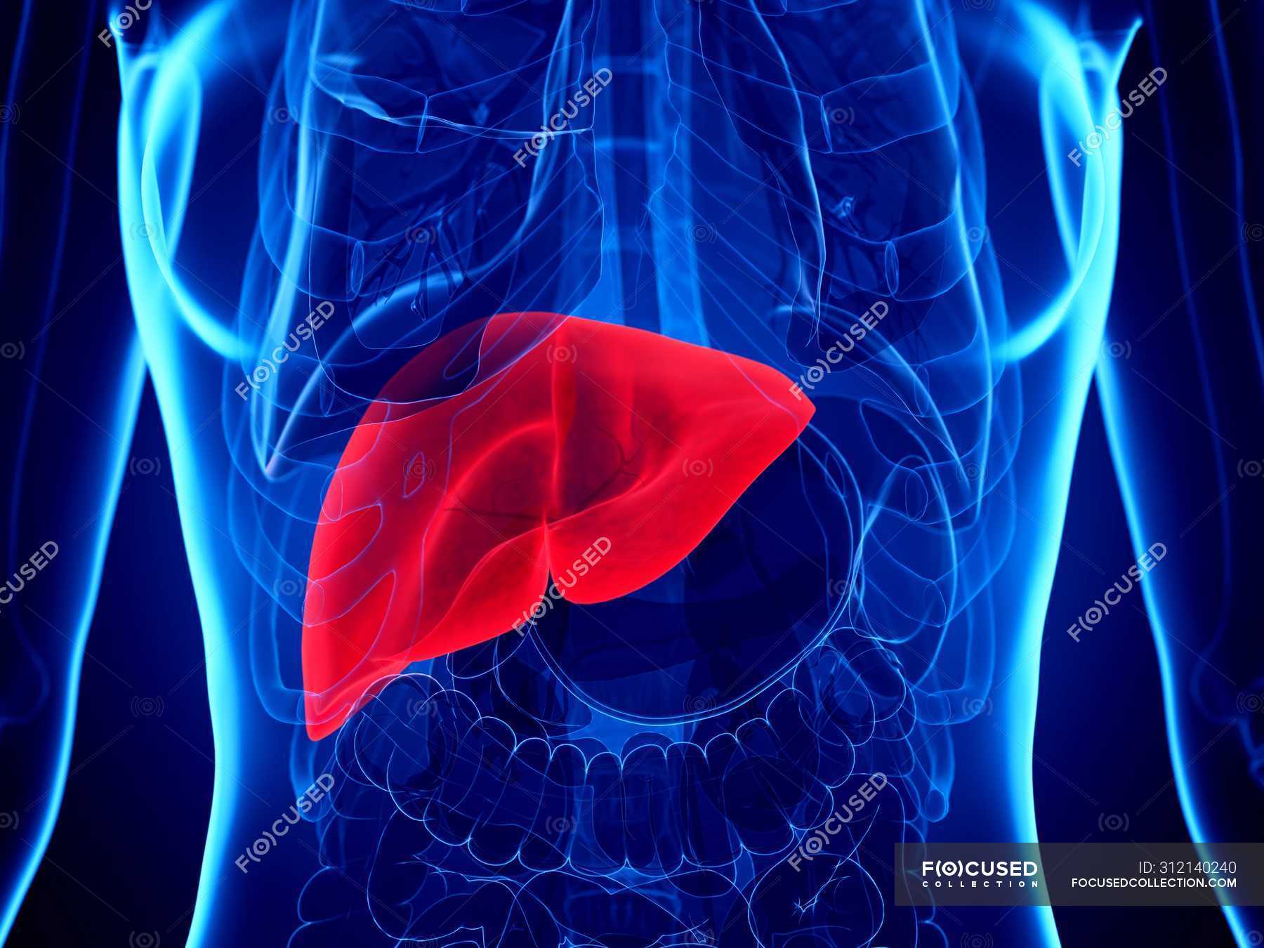 3d illustration of female body with red liver, computer illustration ...