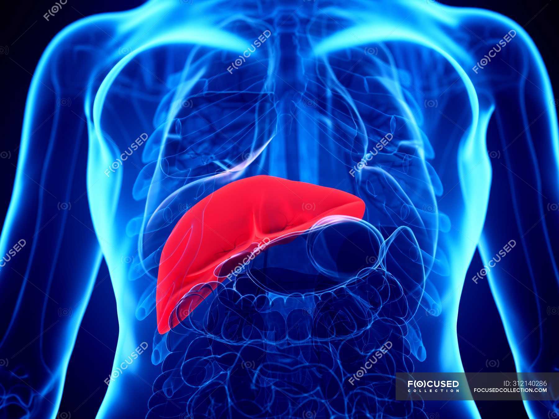 3d-illustration-of-female-body-with-red-liver-computer-illustration