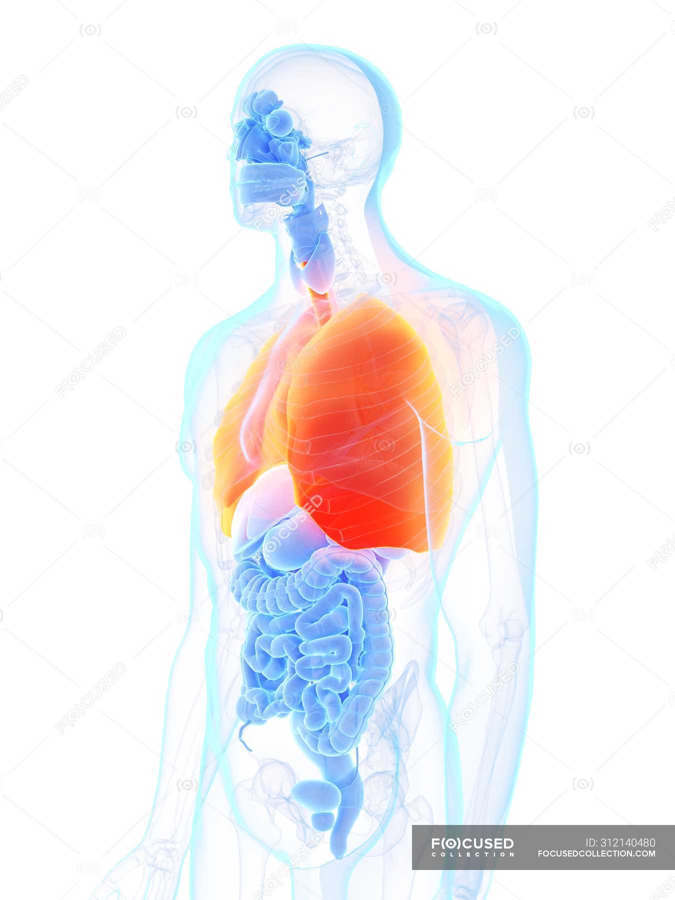 Orange colored lungs in male body silhouette, computer illustration ...