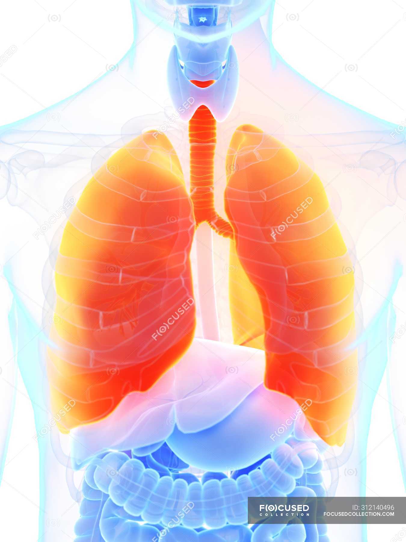 Orange colored lungs in male body silhouette, computer illustration ...