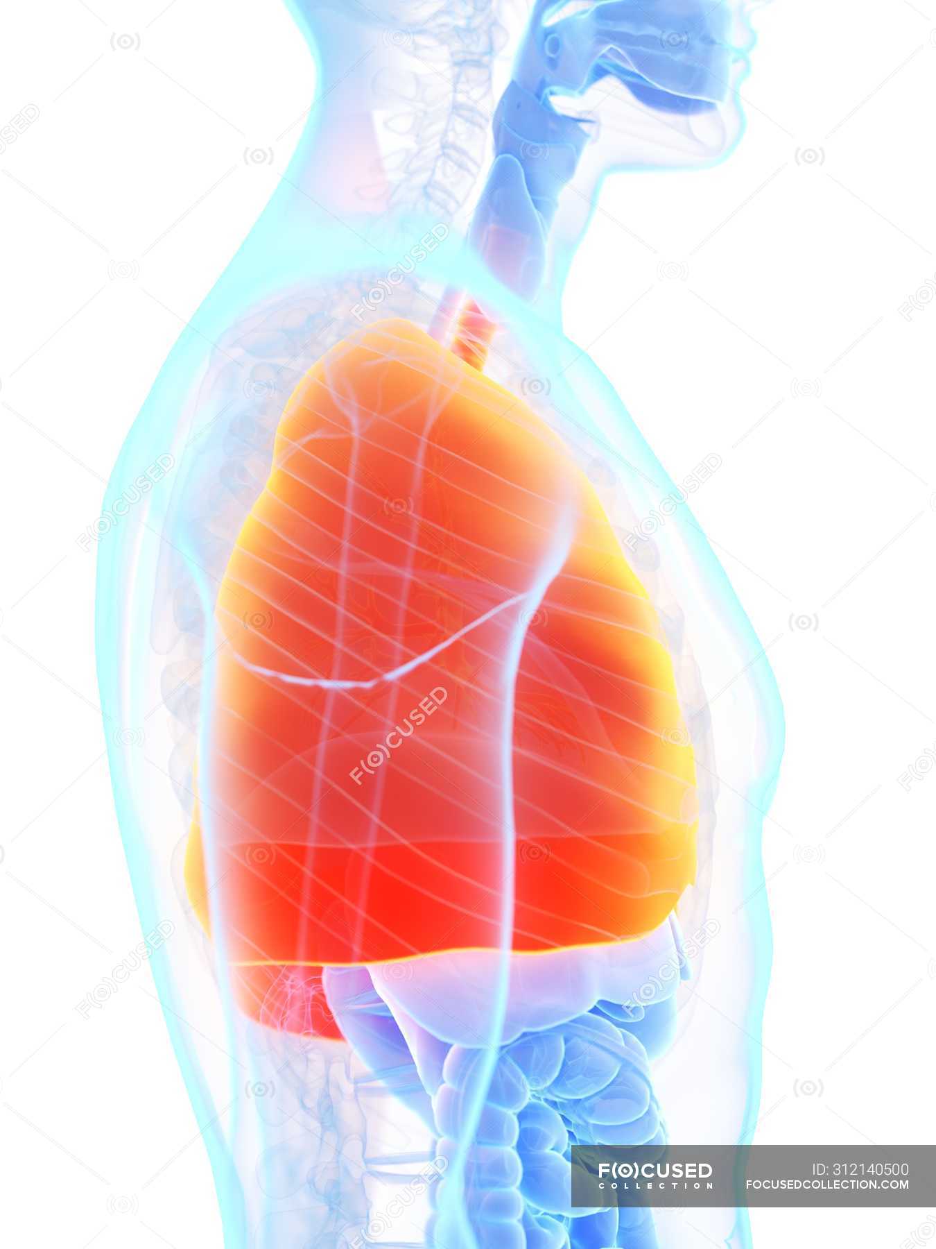 Orange colored lungs in male body silhouette, computer illustration ...