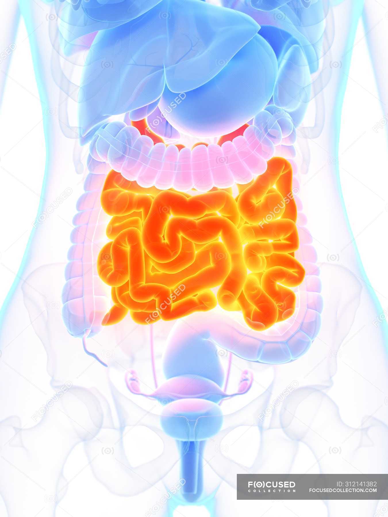 Female anatomy with orange colored small intestine, digital ...