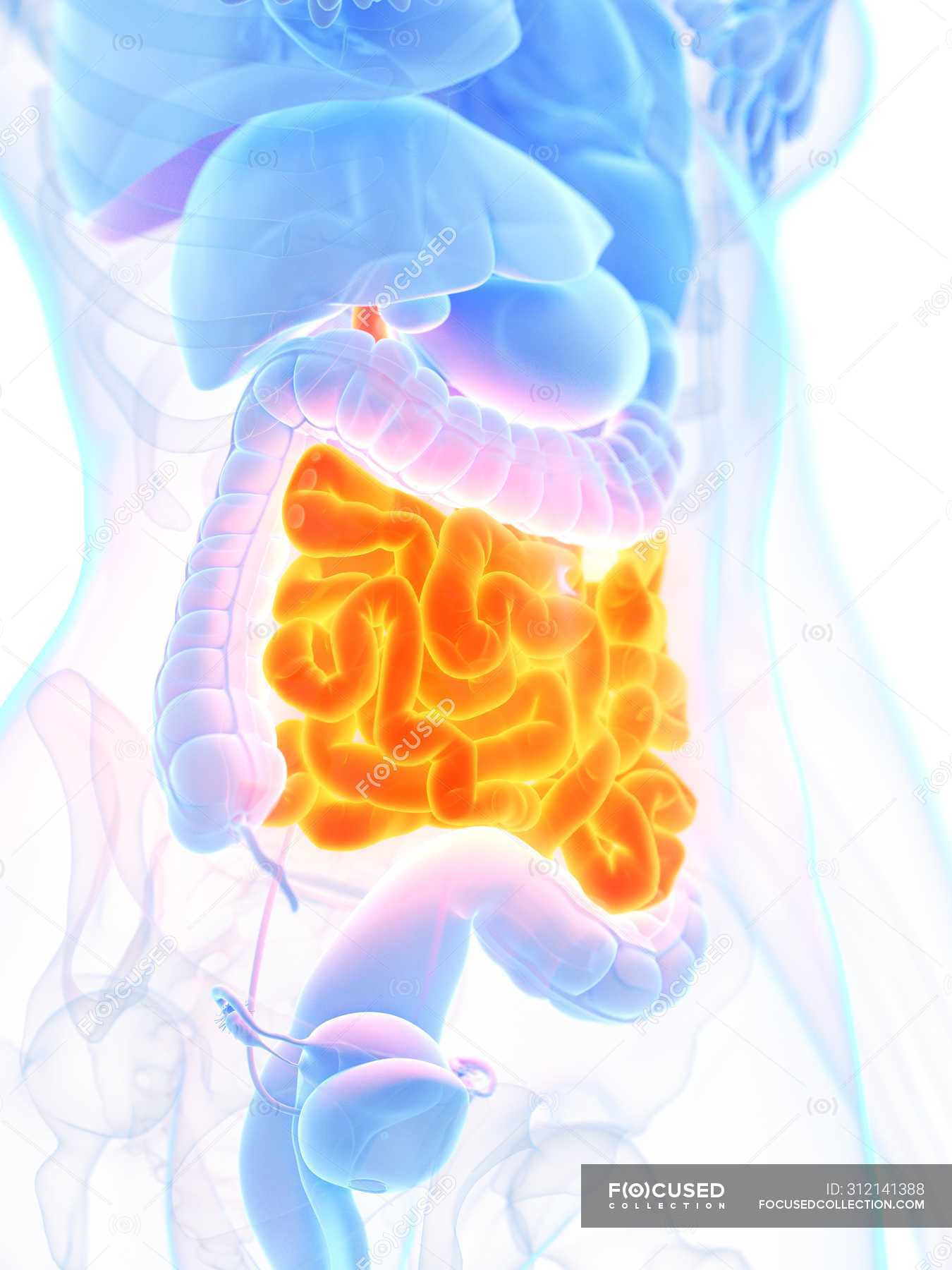 Female anatomy with orange colored small intestine, digital ...