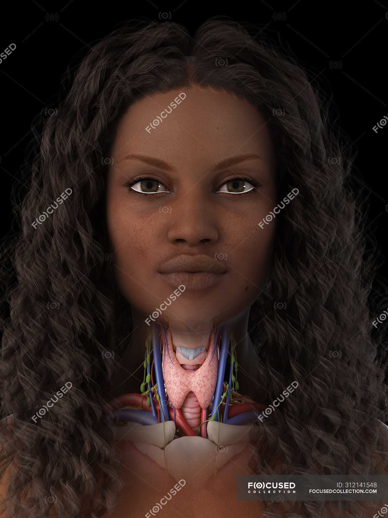 Анатомія щитовидної залози у жіночому тілі, комп'ютерна ілюстрація .