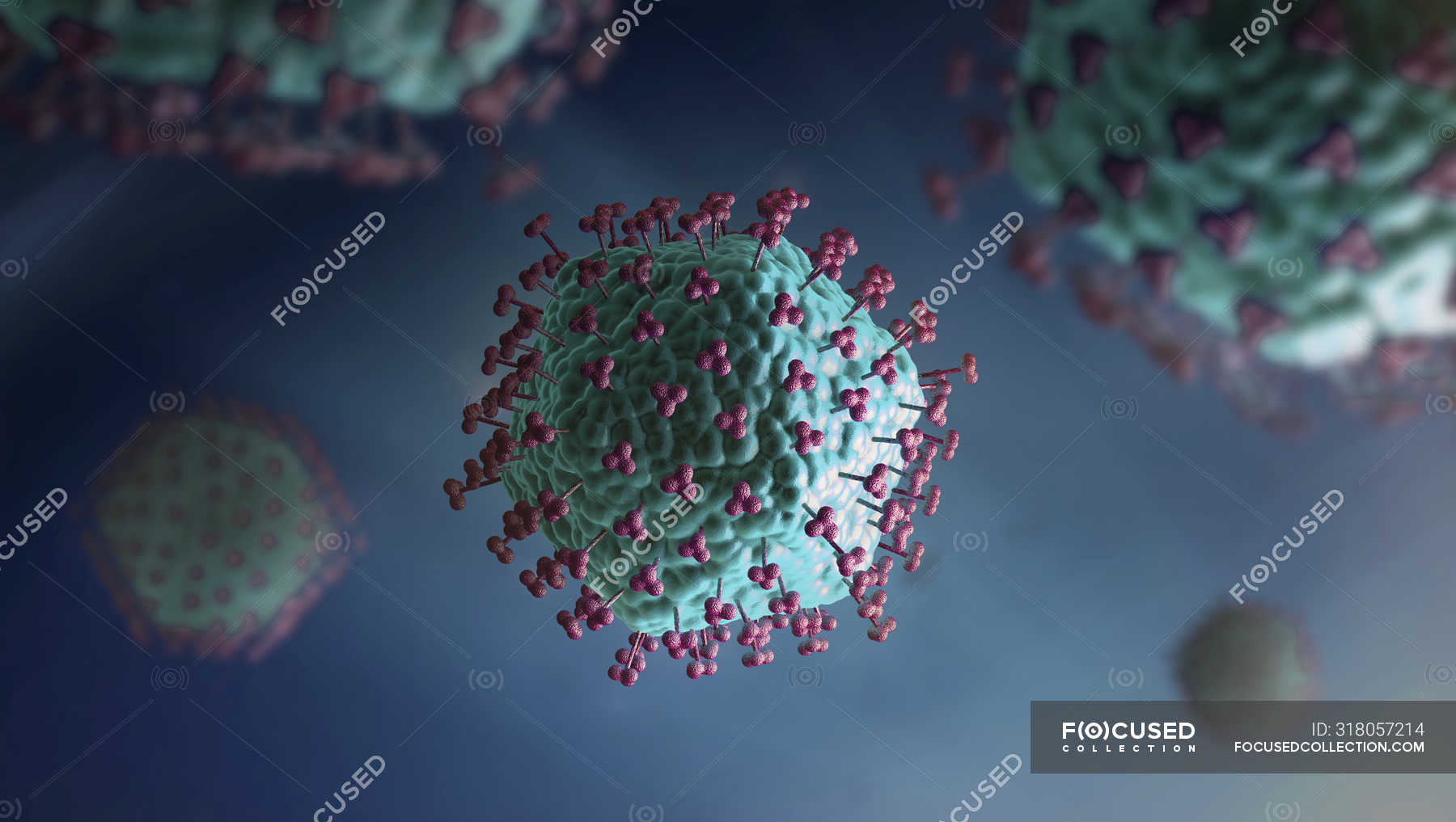 Клетка вируса