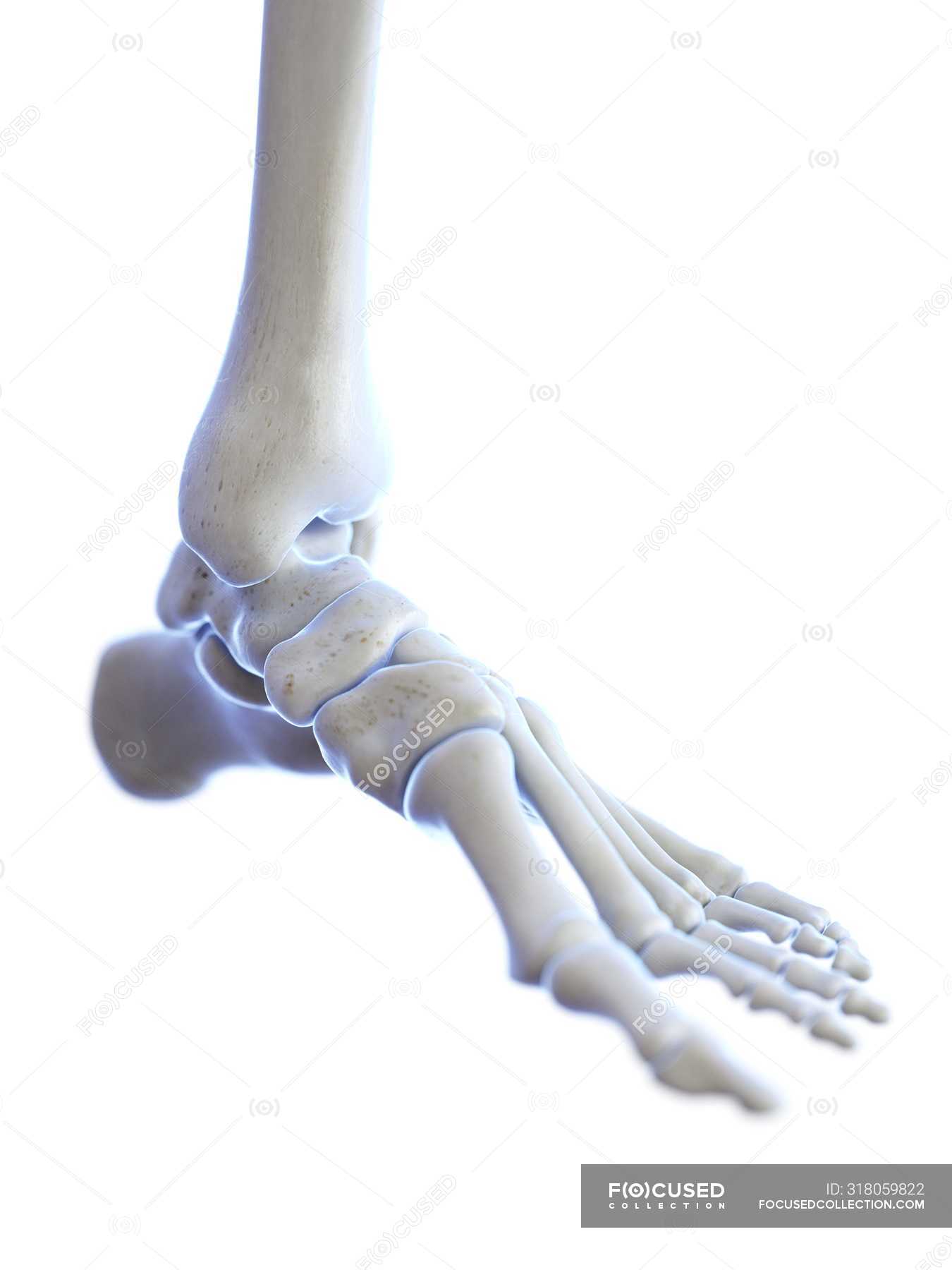 skeletal-foot-with-ankle-joint-digital-illustration-medicine