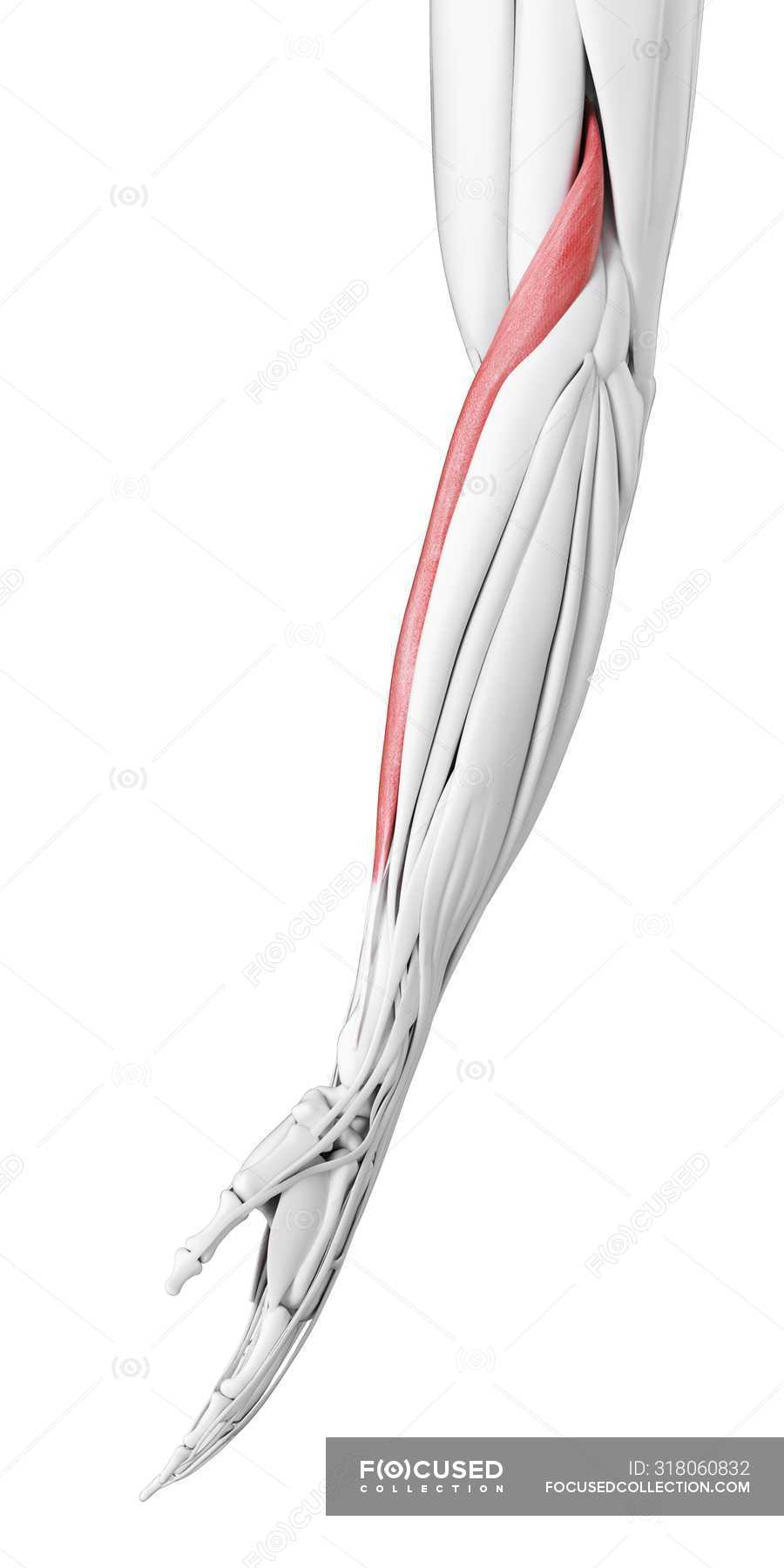 Male anatomy showing Brachioradialis muscle, computer illustration ...