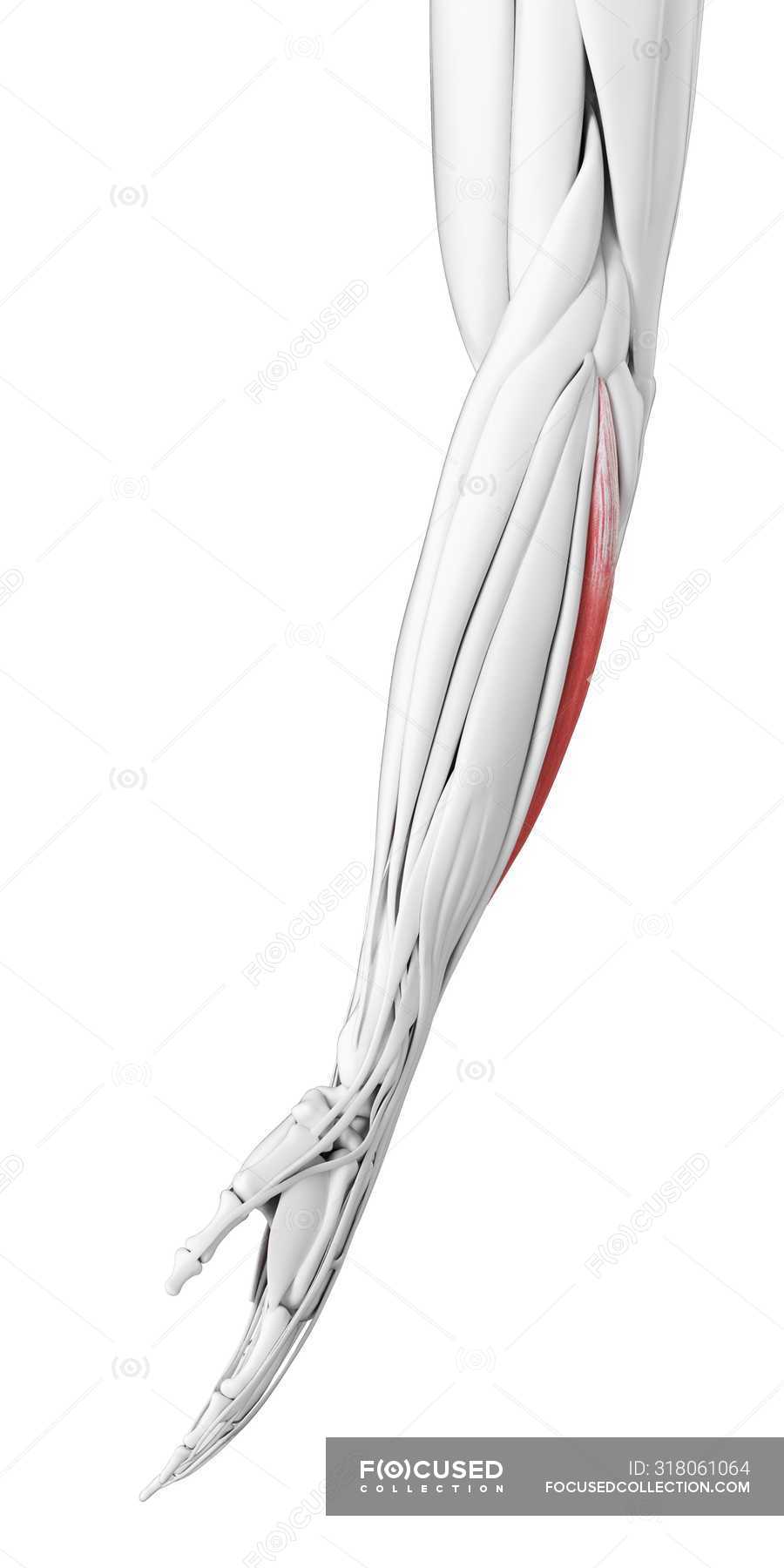 Male anatomy showing Extensor carpi ulnaris muscle, computer ...