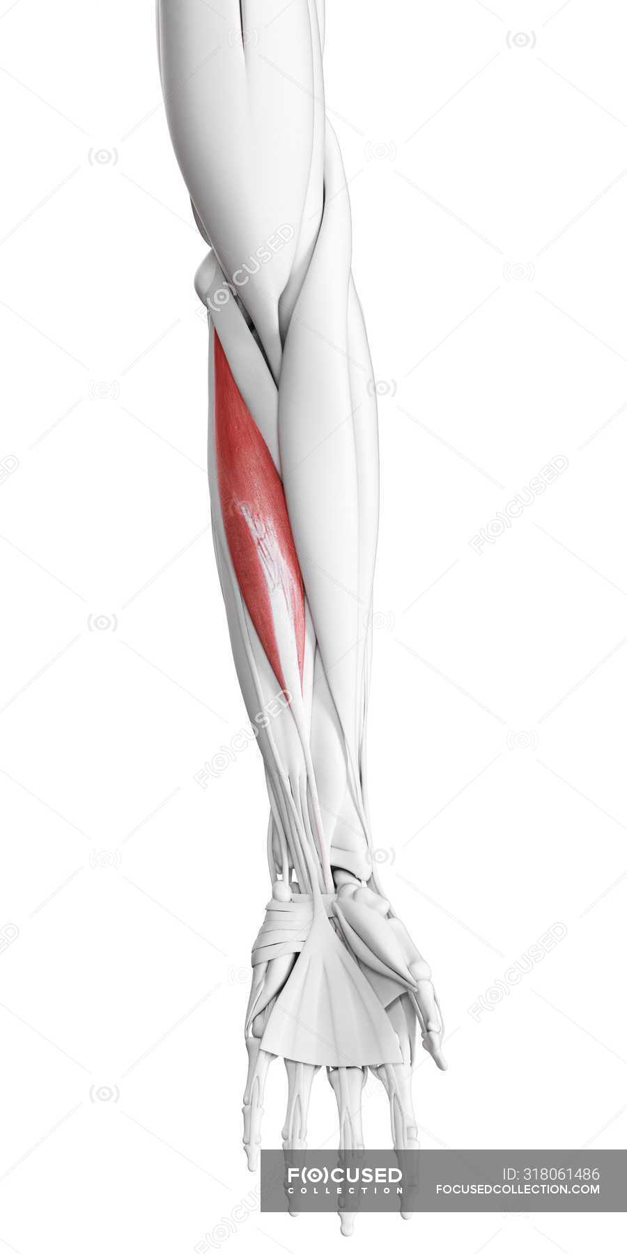 Male anatomy showing Flexor carpi radialis muscle, computer ...