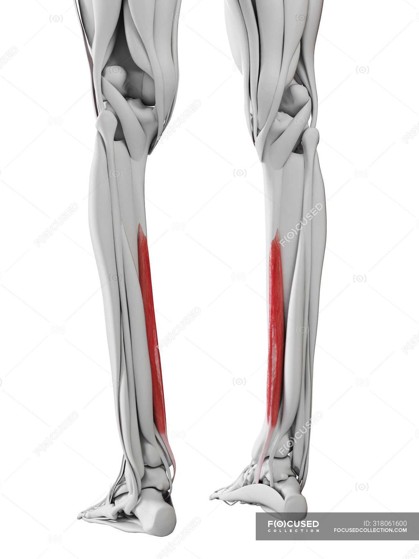 Male anatomy showing Flexordigitorum longus muscle, computer ...