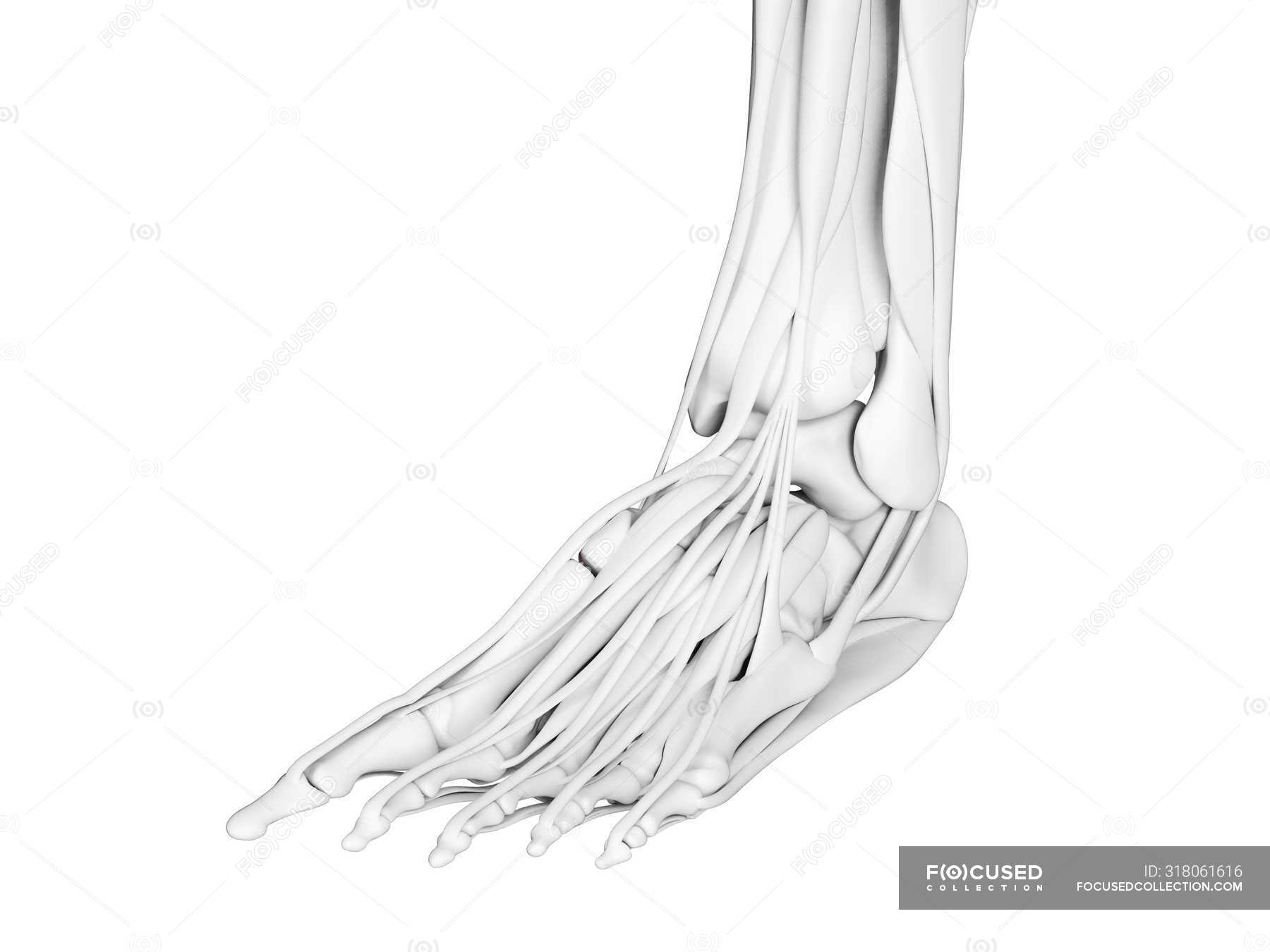 Foot bones anatomy, computer illustration. — 3d, strength Stock Photo