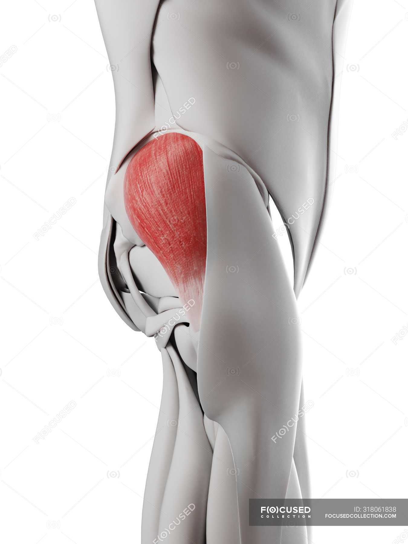 Male Anatomy Showing Gluteus Medius Muscle Computer Illustration System Health Stock