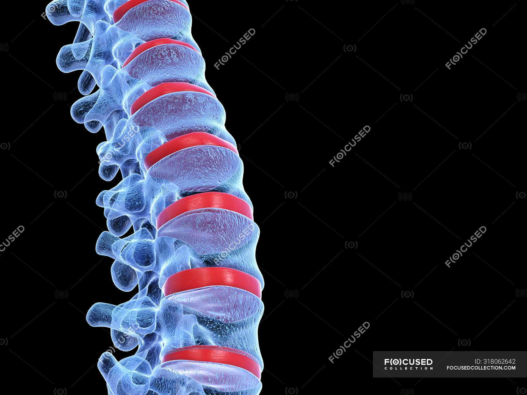 3D rendering of human spine, computer illustration. — spinal, body