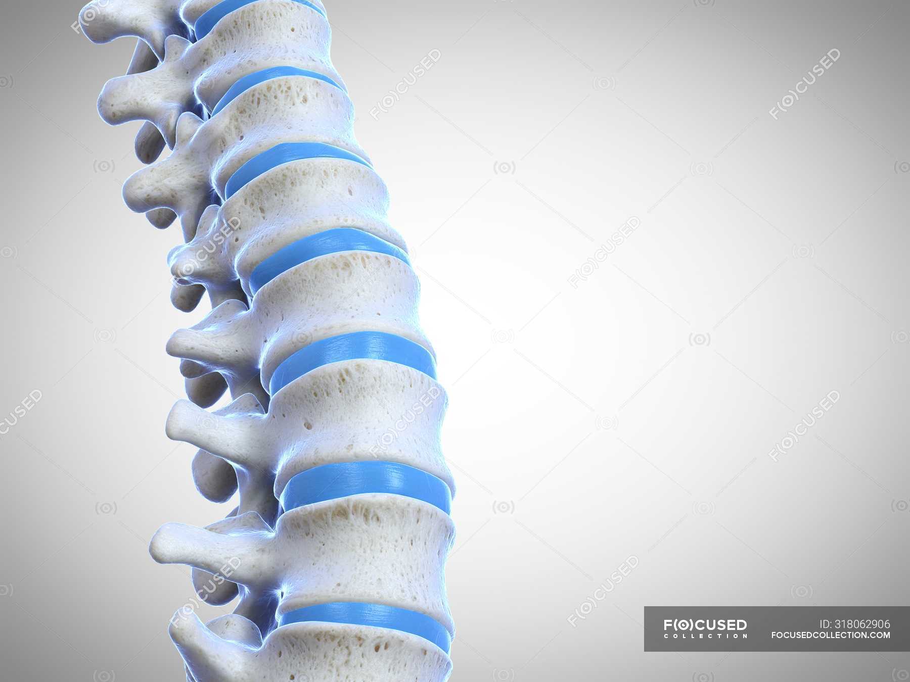 3D rendering of human spine, computer illustration. — lumbar spine