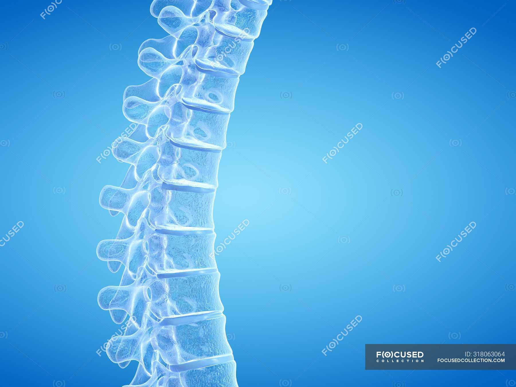 3D rendering of human spine, computer illustration. — medical, artwork