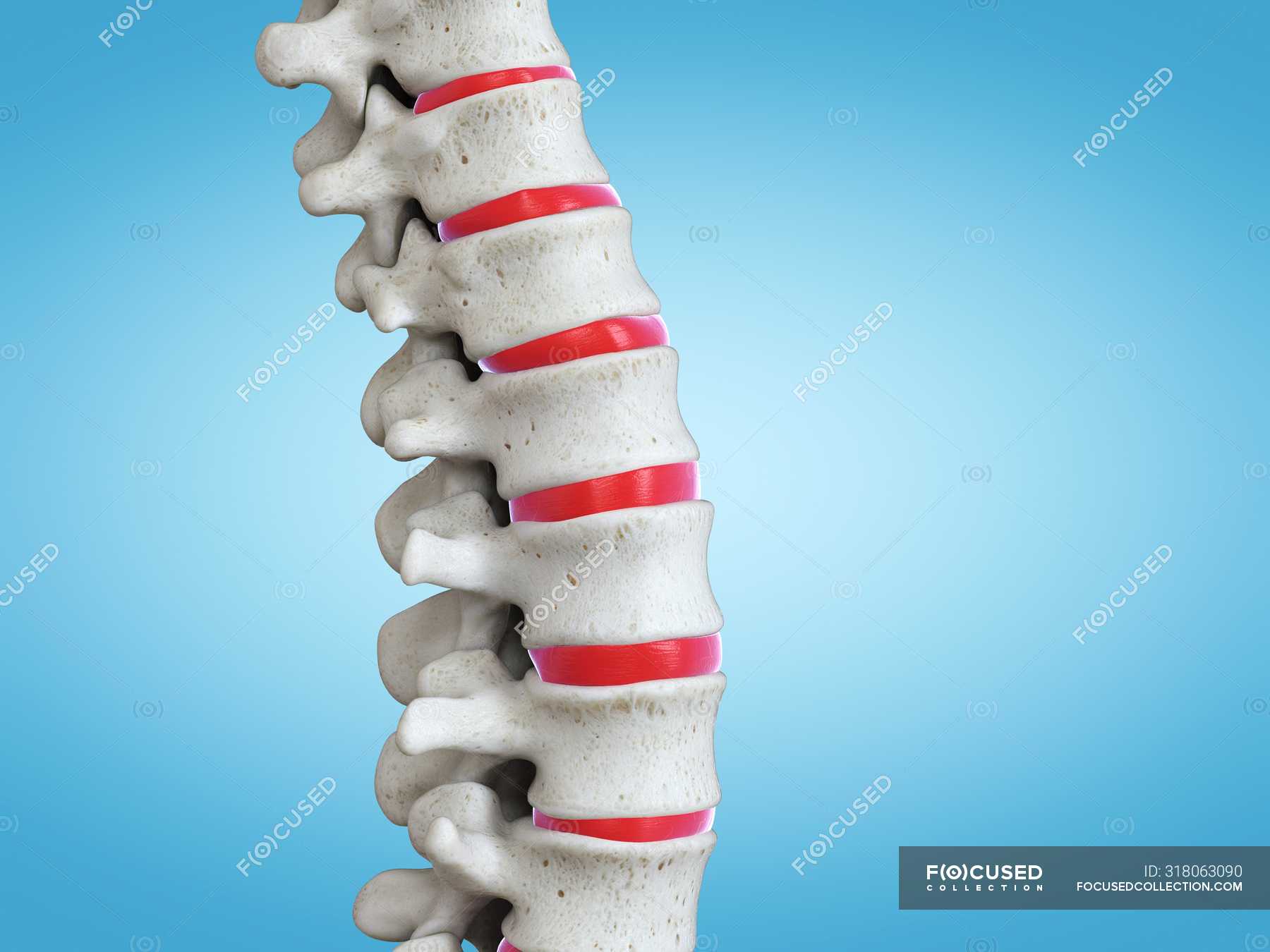 3D rendering of human spine, computer illustration. — artwork