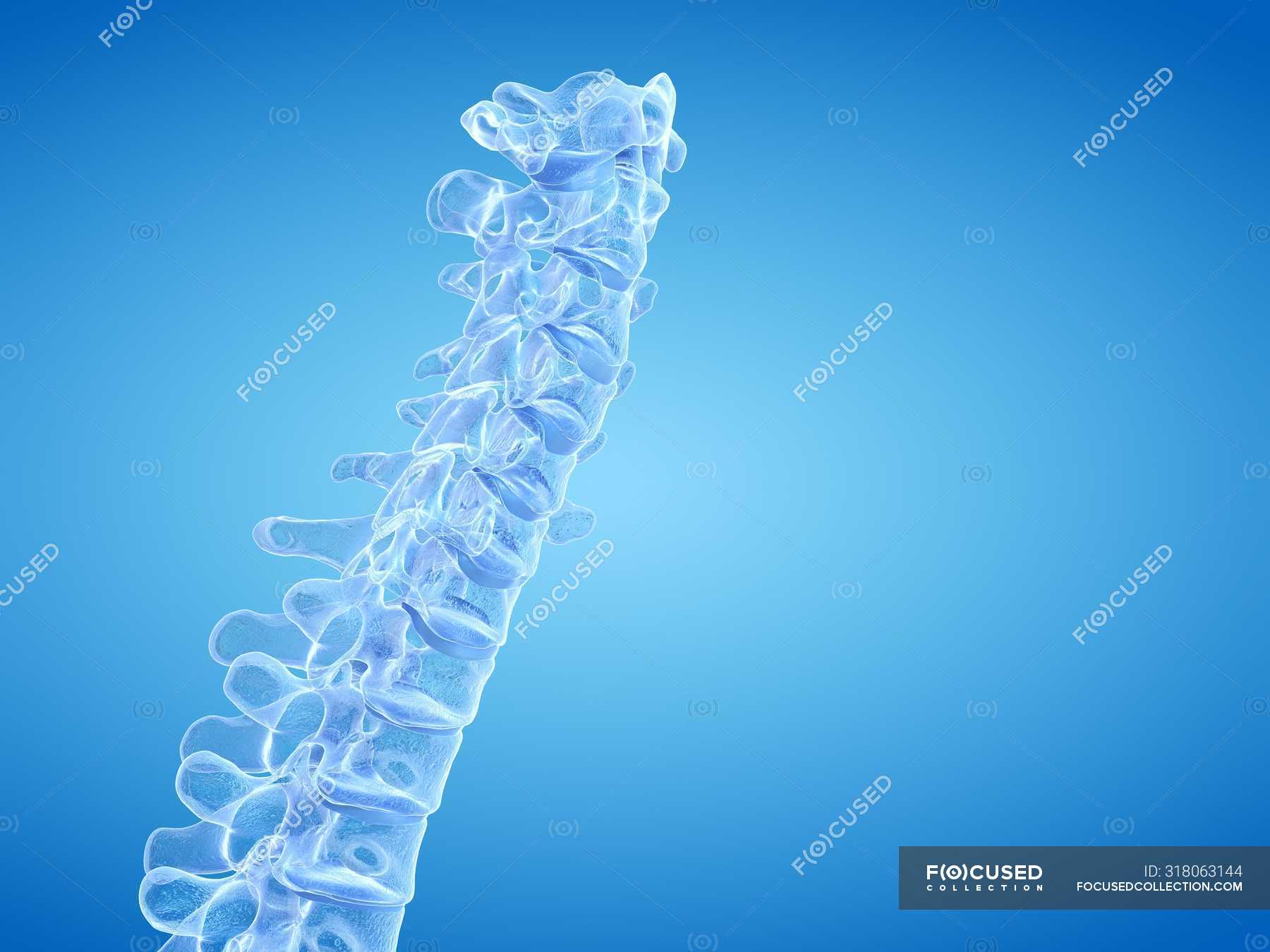 3D rendering of human spine, computer illustration. — spinal cord