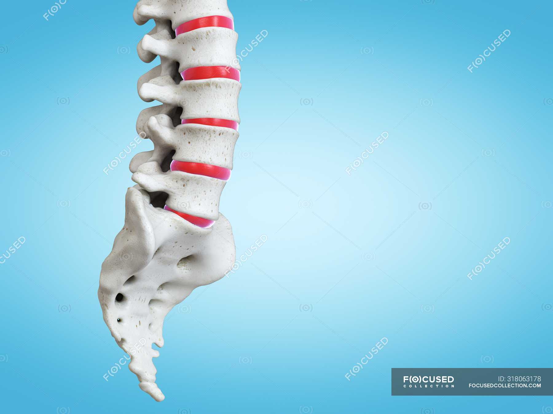 3D rendering of human spine, computer illustration. — medicine, spinal