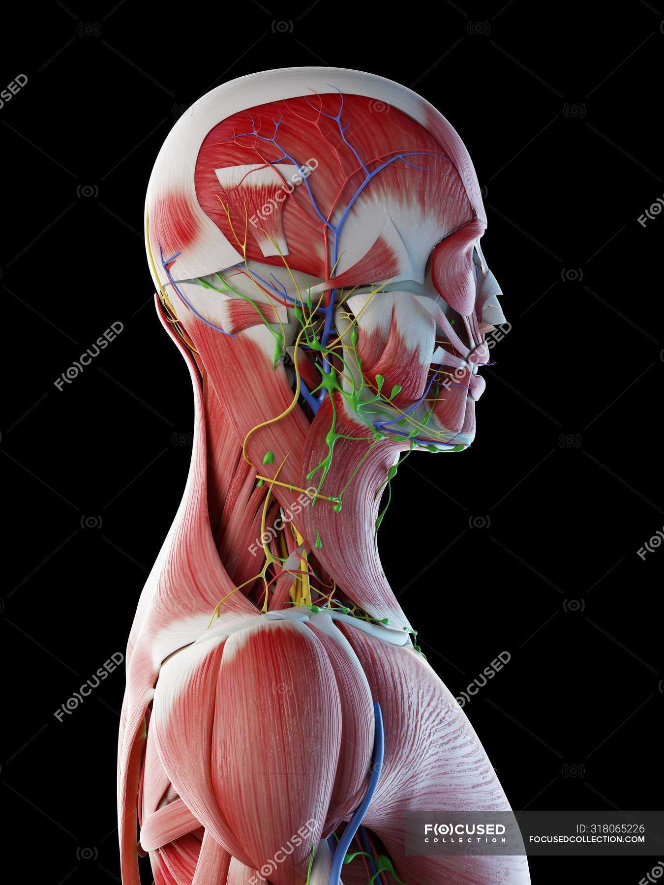 Male Anatomy Of Head Neck And Back With Musculature Computer Illustration Normal Transparent Stock Photo 318065226