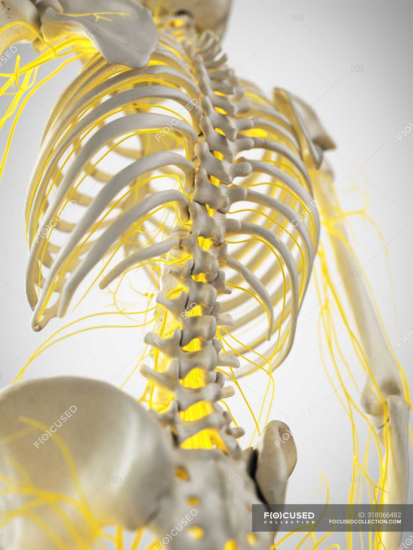Nerves of human back, computer illustration. — bones, normal Stock