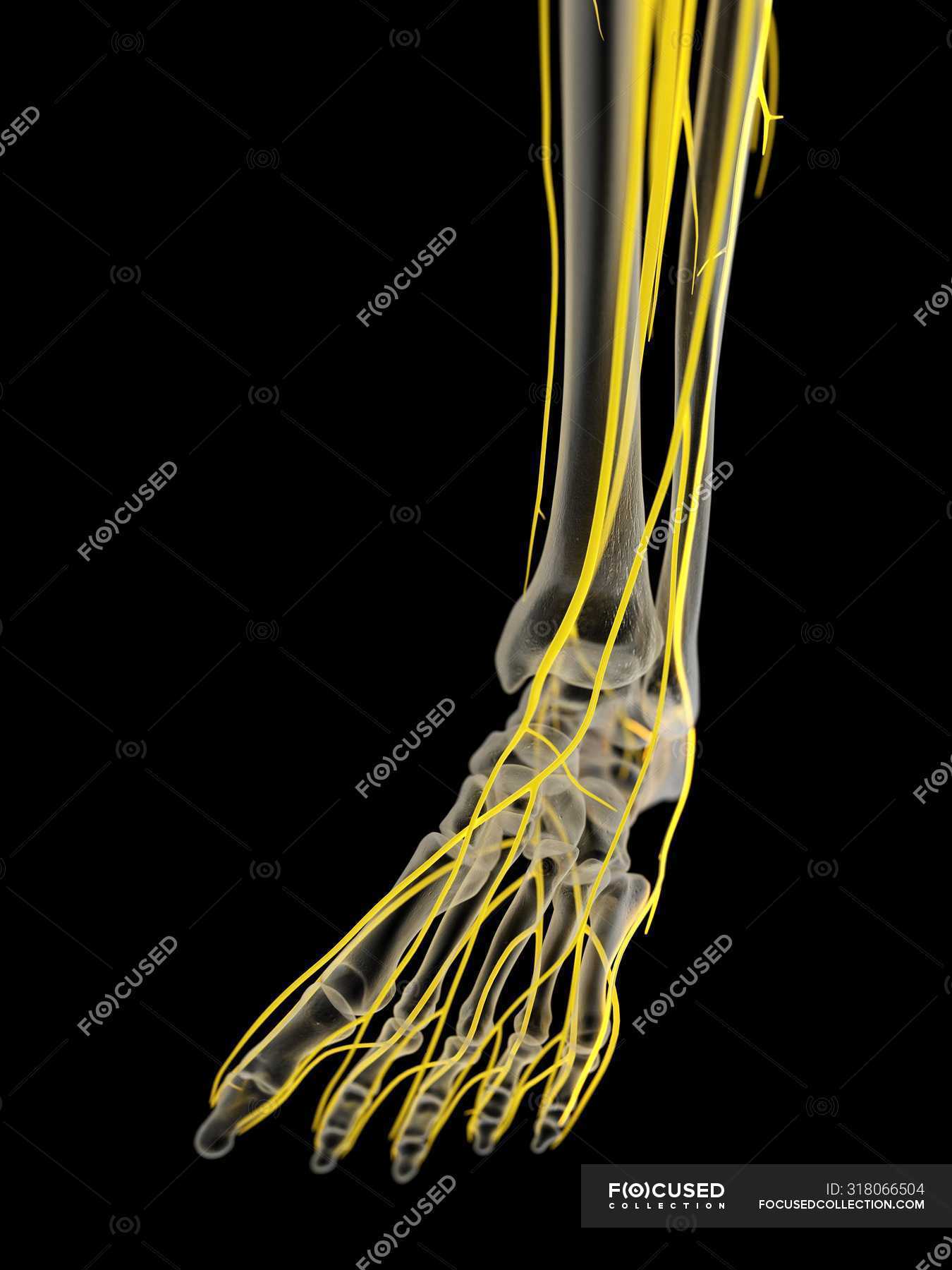 Nerves of human foot, computer illustration. — plain background, leg