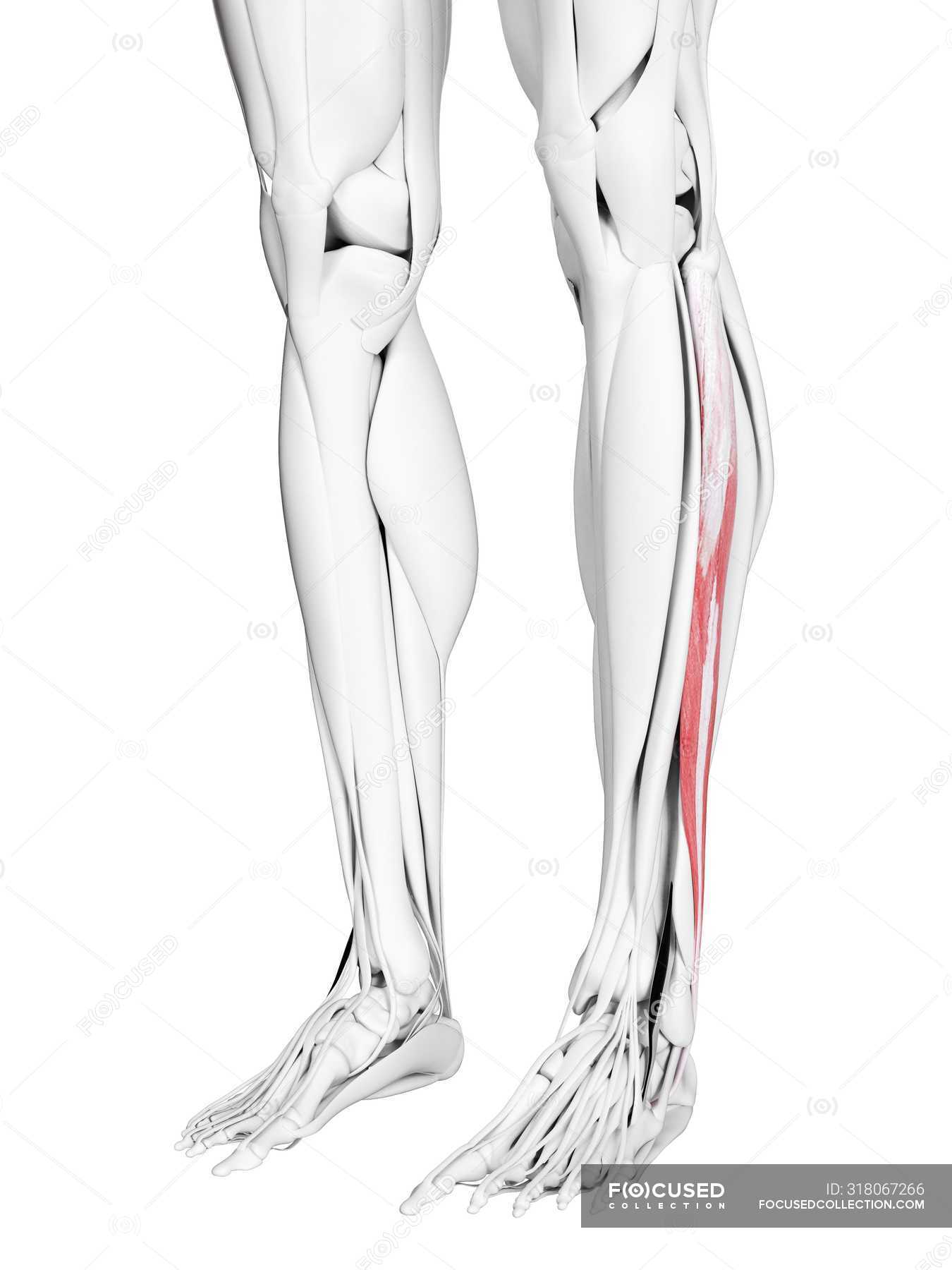 Male Anatomy Showing Peroneus Longus Muscle Computer Illustration