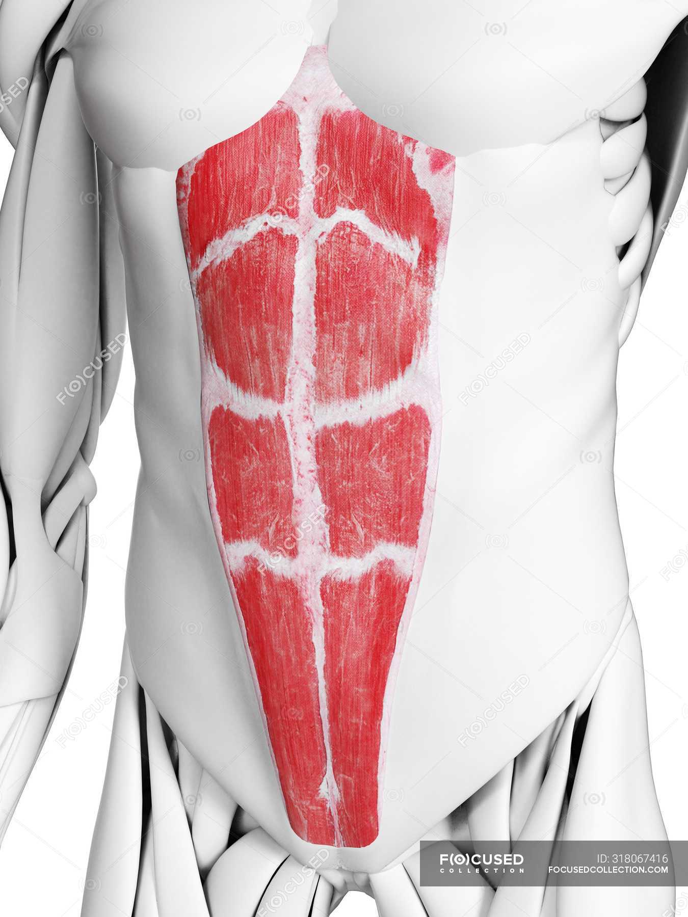 Male Anatomy Showing Rectus Abdominis Muscle Computer Illustration