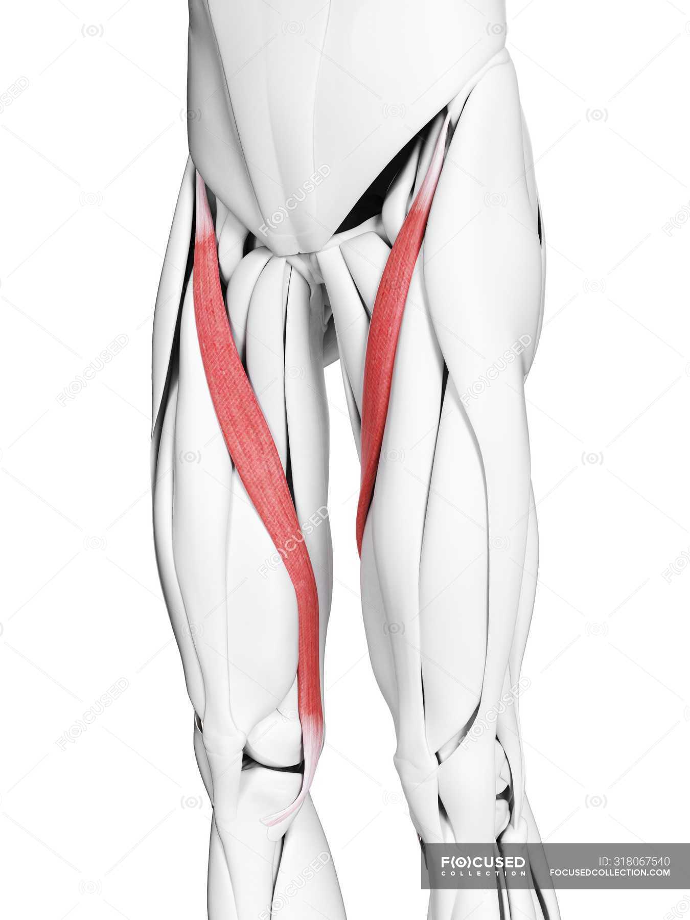 Male anatomy showing Sartorius muscle, computer illustration ...