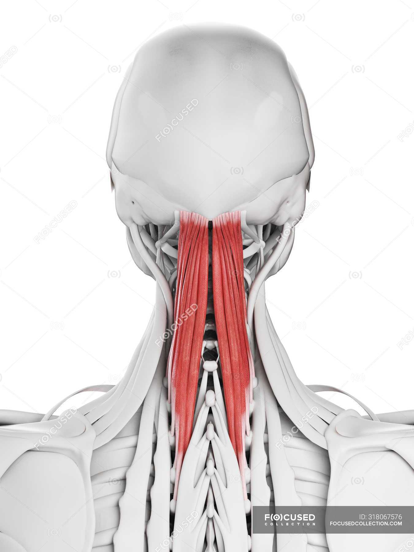 Männliche Anatomie mit Semispinalis capitis Muskel