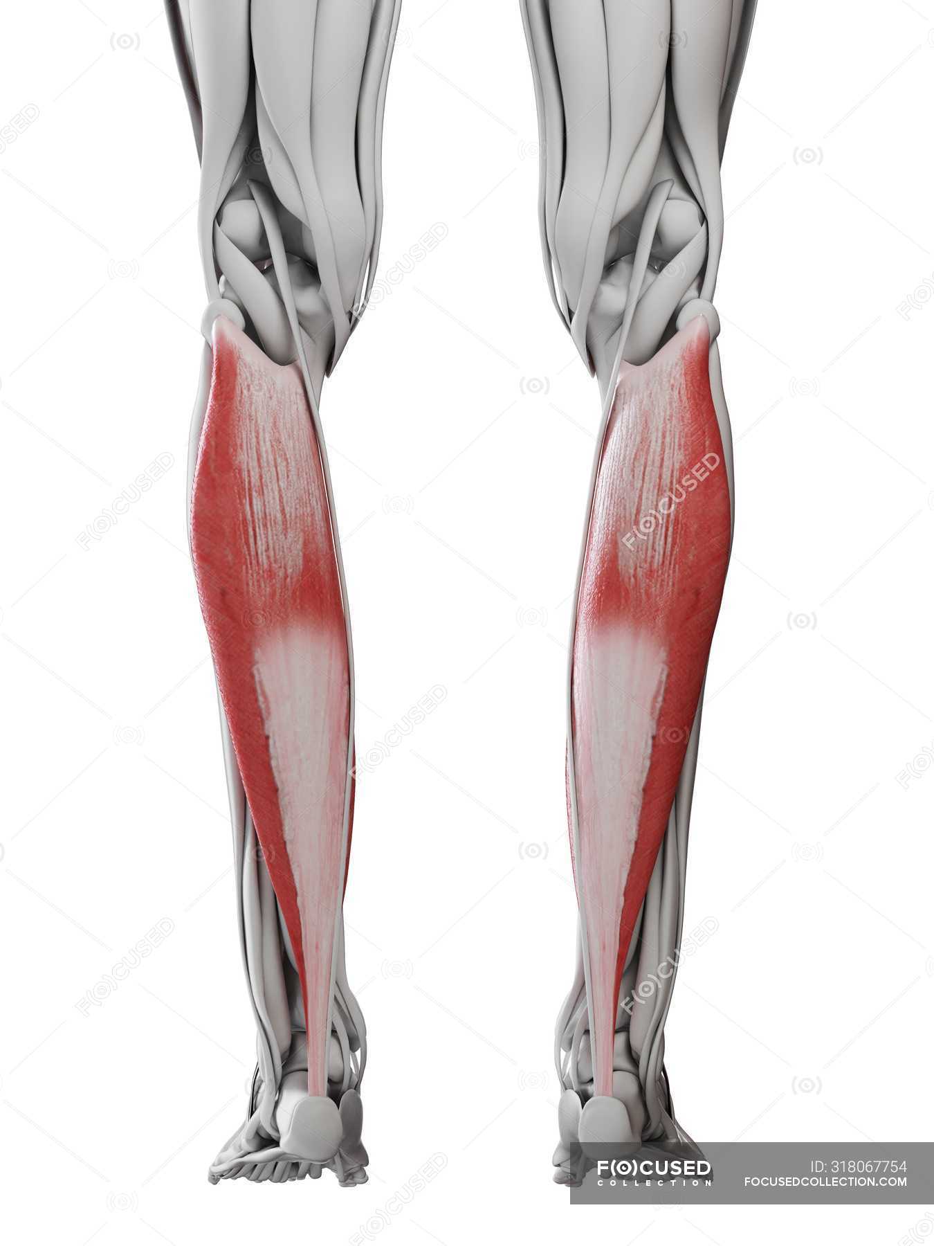 Male anatomy showing Soleus muscle, computer illustration. — health ...