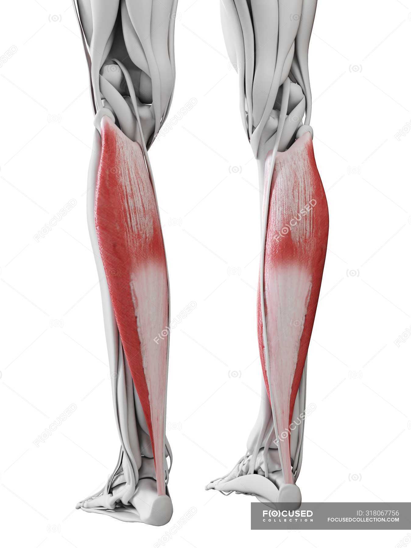 Male Anatomy Showing Soleus Muscle Computer Illustration D Science Stock Photo