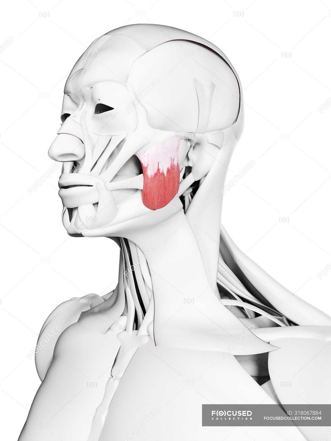 Male Anatomy Showing Superior Masseter Muscle Computer Illustration Artwork 3d Stock Photo 318067884