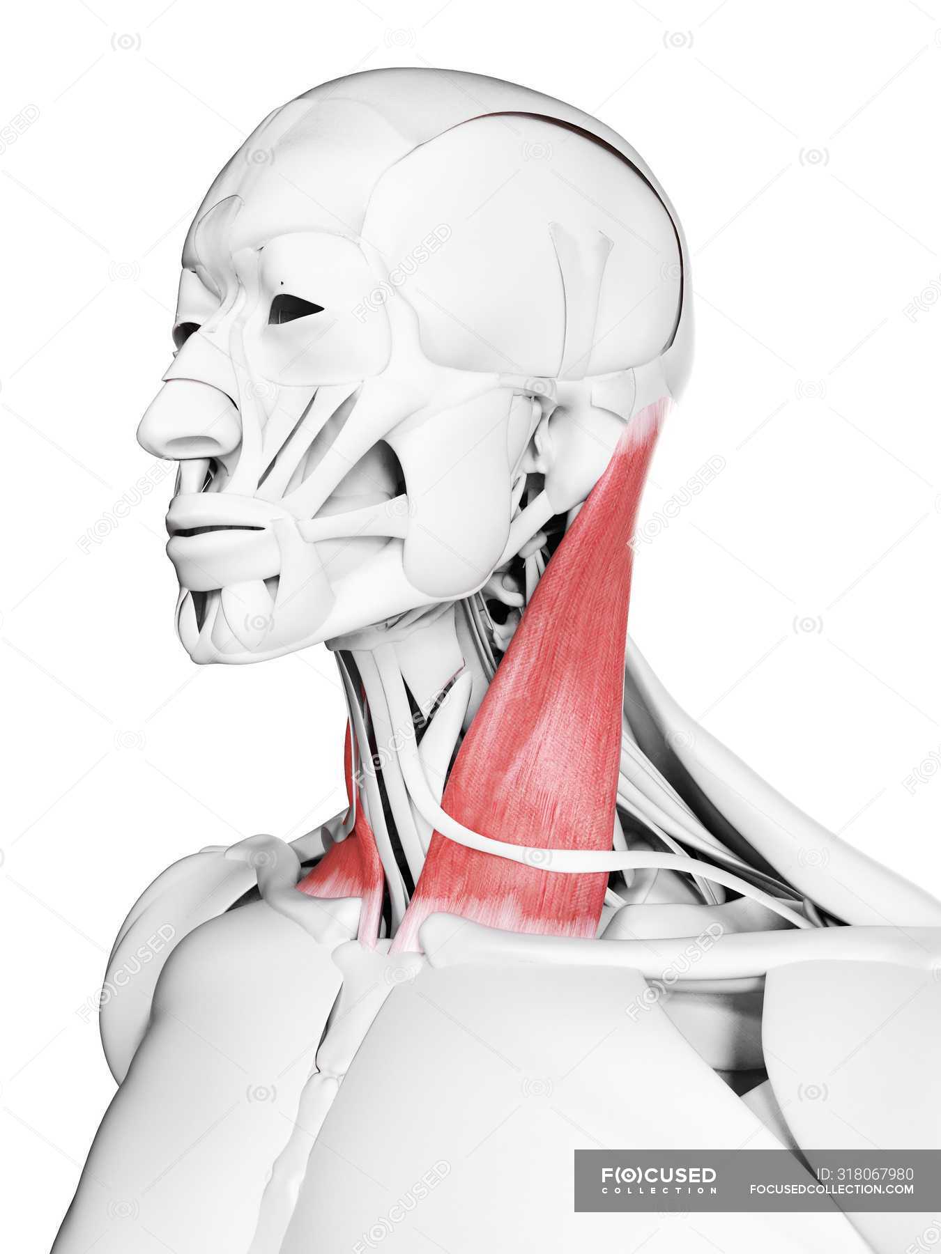 Male anatomy showing Sternoclaidomastoid muscle, computer illustration ...