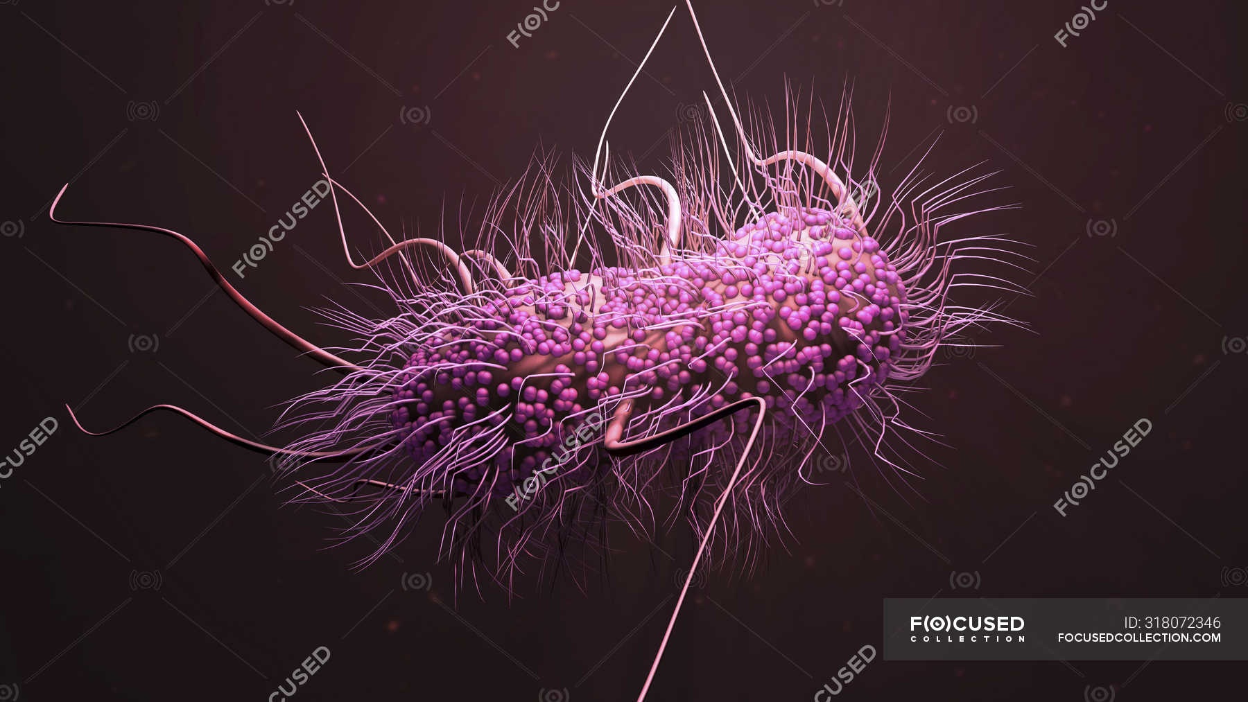 Escherichia coli bacterium, digital illustration. — healthcare ...