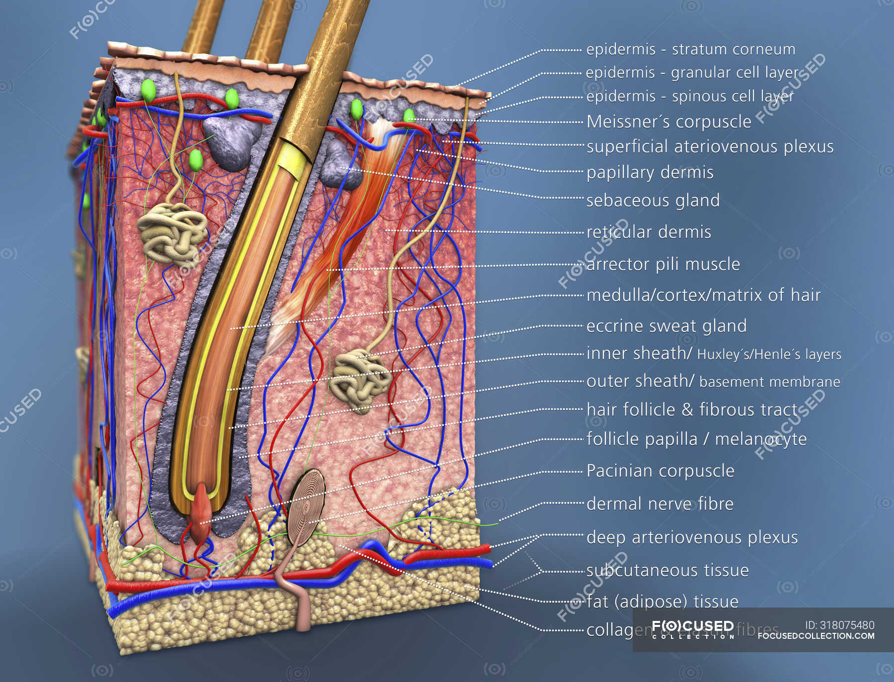Cross Section Of Human Skin With Hair Follicle Digital Illustration