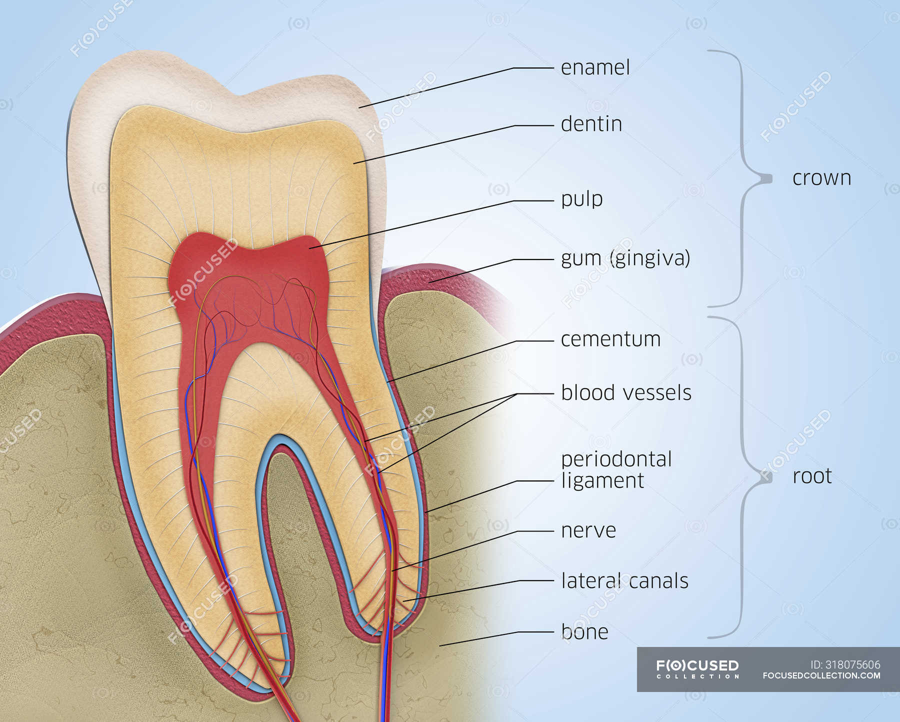 Схема поперечного разреза зуба