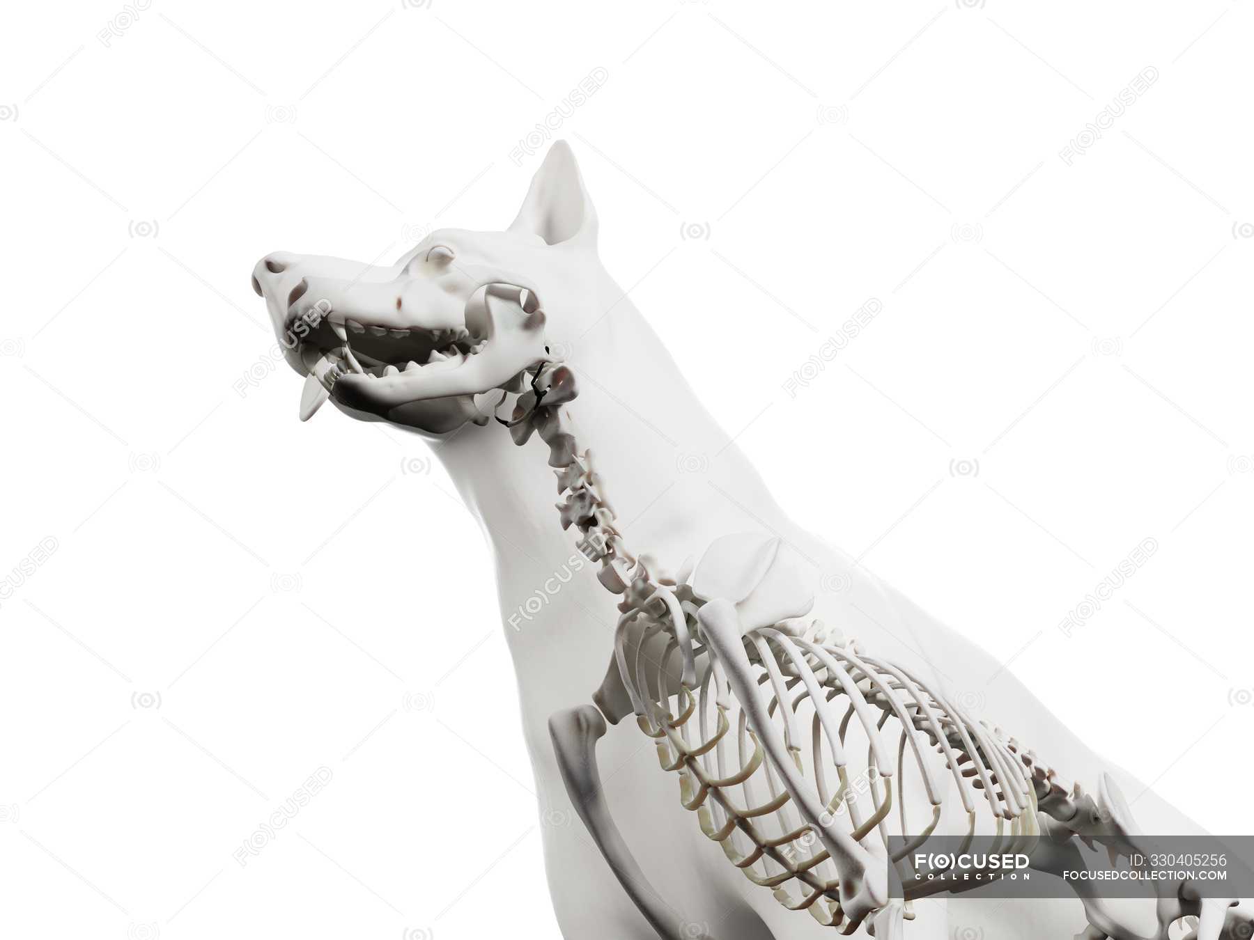Structure of dog skeleton, cropped, computer illustration. — animal